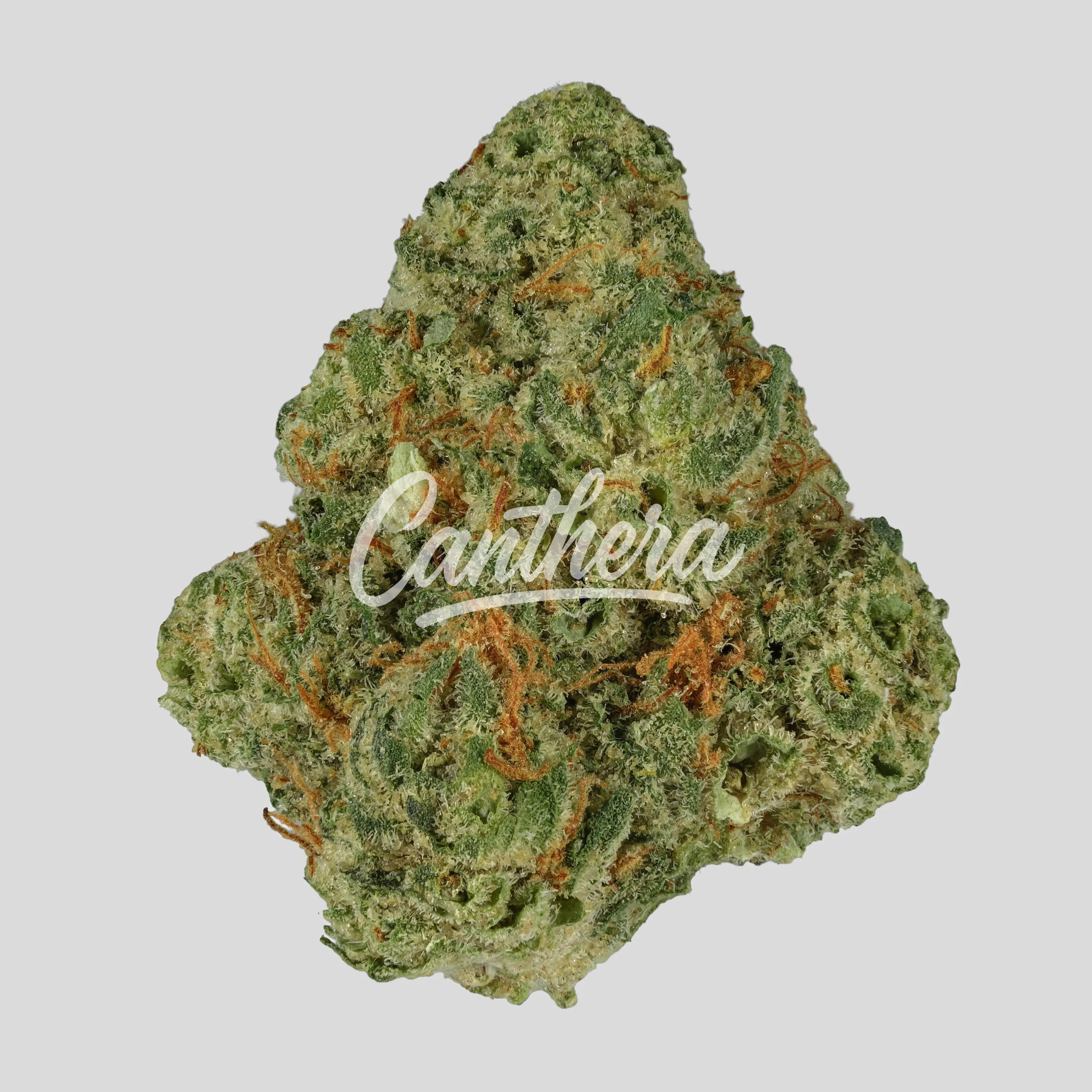 San Raf 29/1 PNK - Pink OG Kush