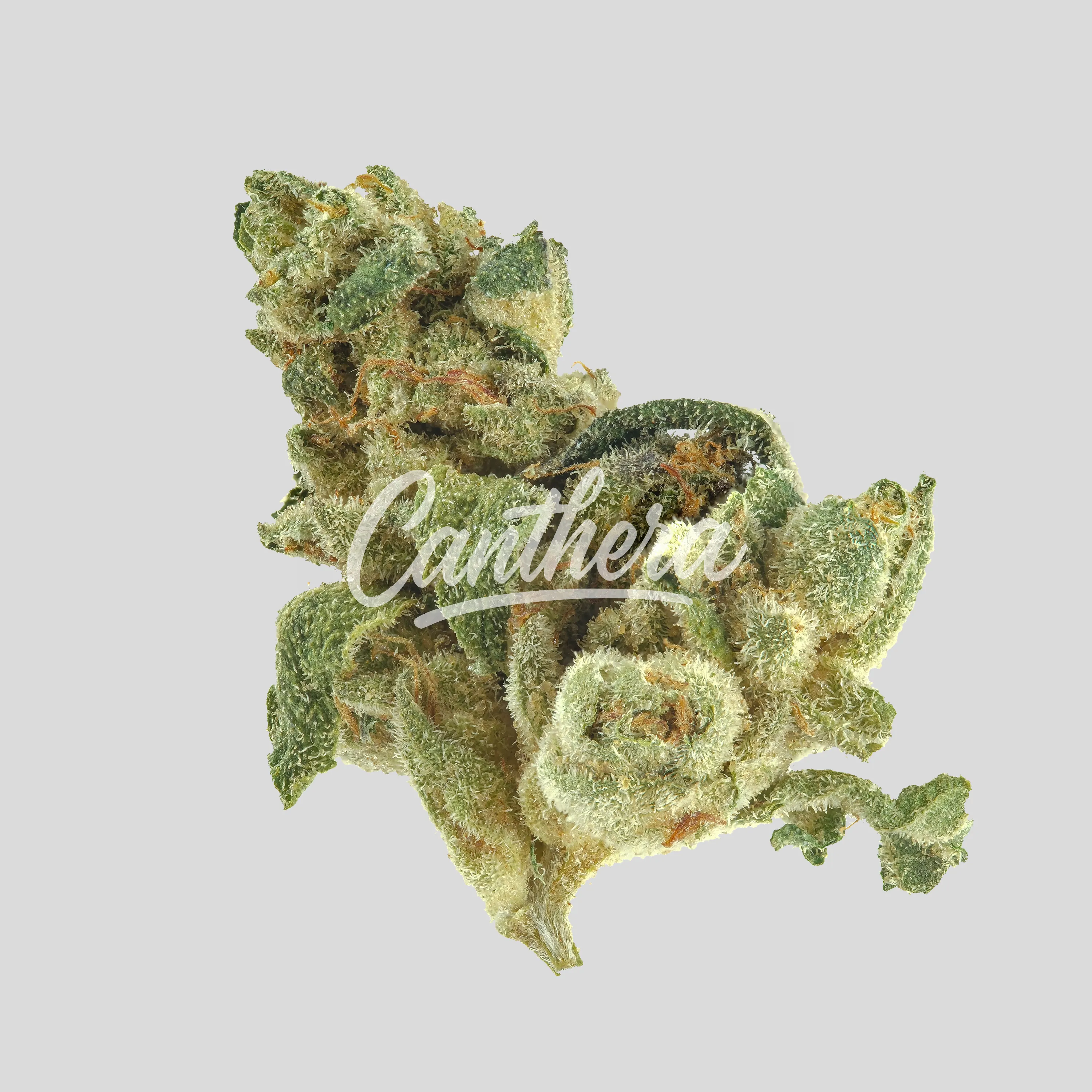 Demecan BB Regular Drop 25/1 Prodigy Demecan BB Regular Drop 25/1 Prodigy