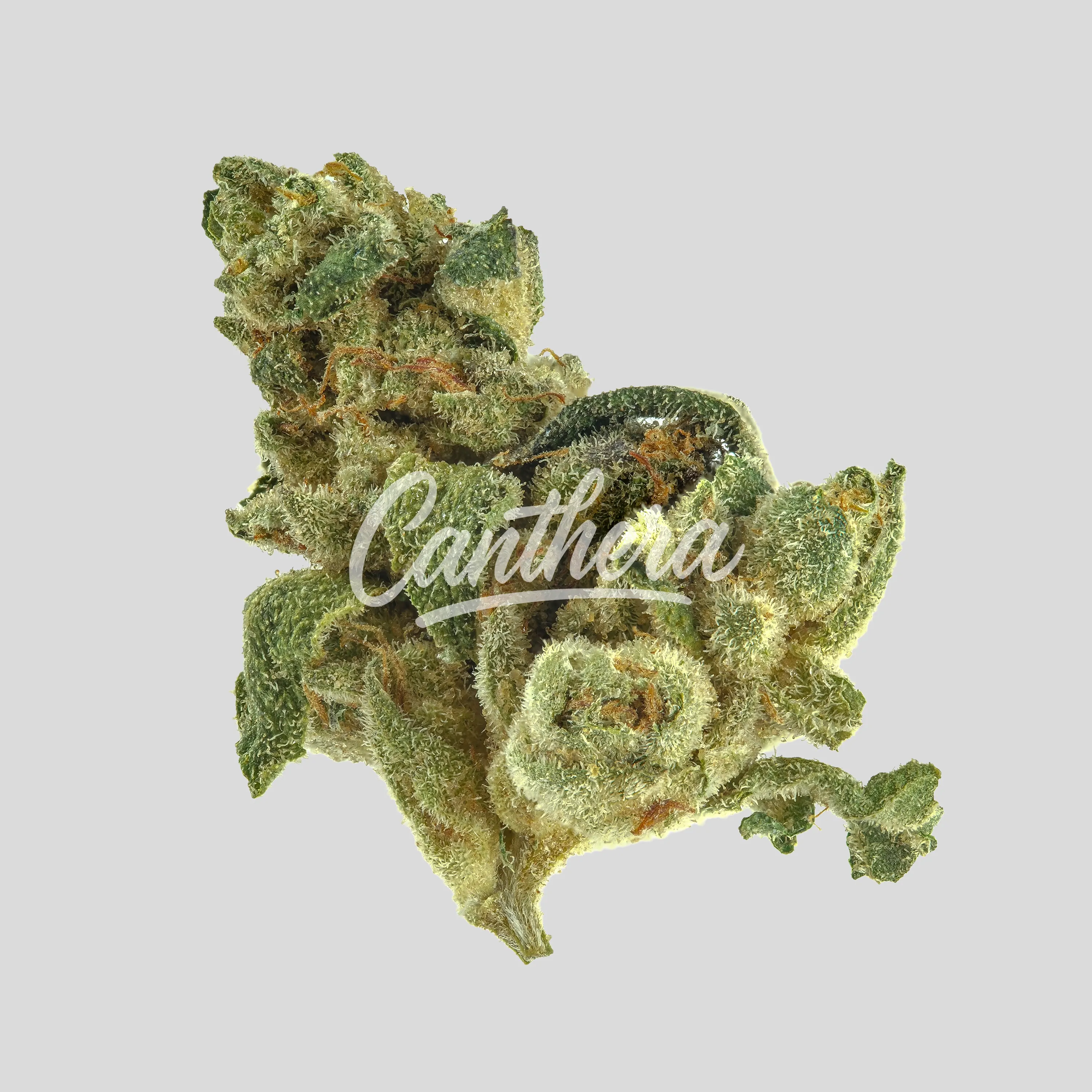 Demecan BB Regular Drop 25/1 Prodigy Demecan BB Regular Drop 25/1 Prodigy