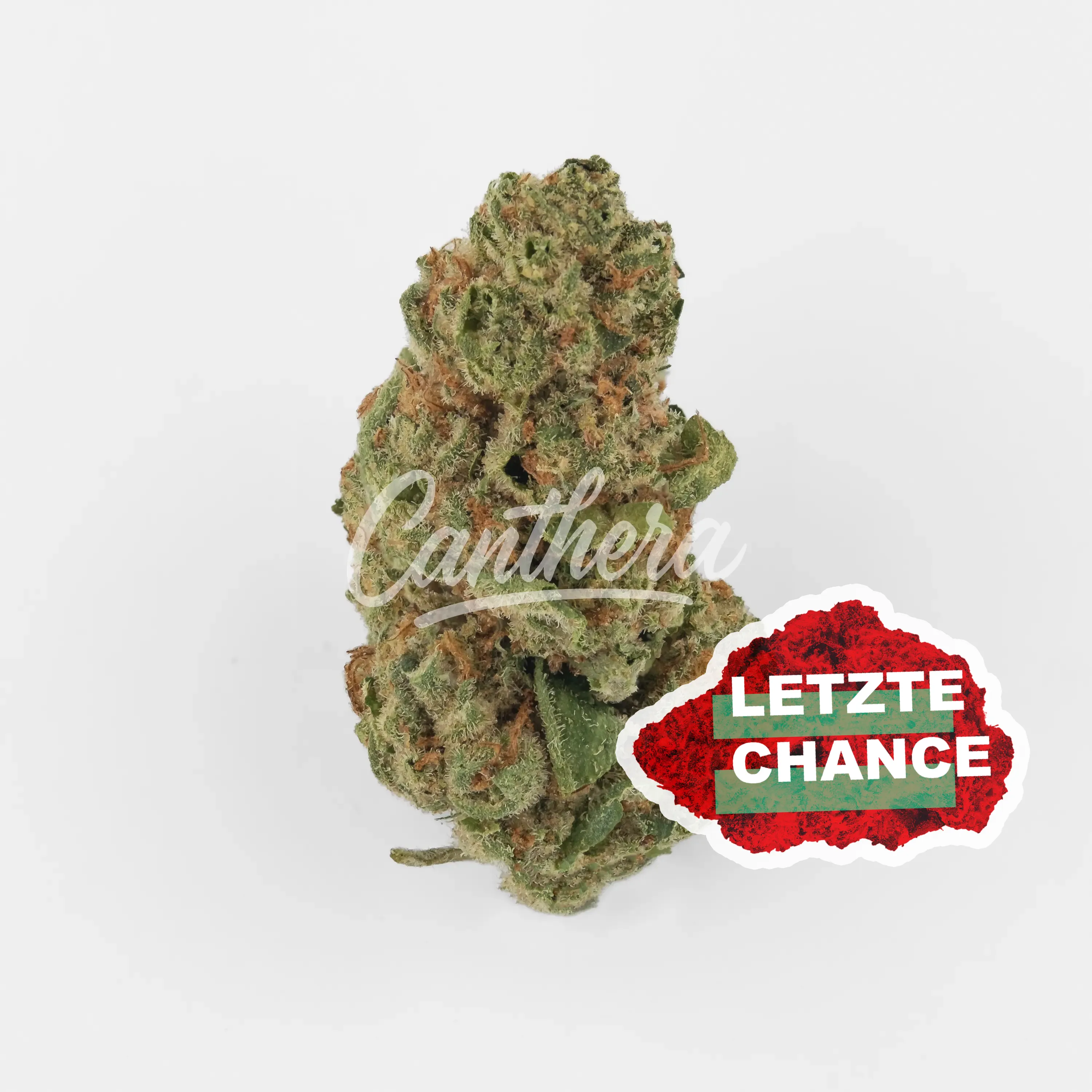 Cannamedical Hybrid Ultra NG - Jealousy