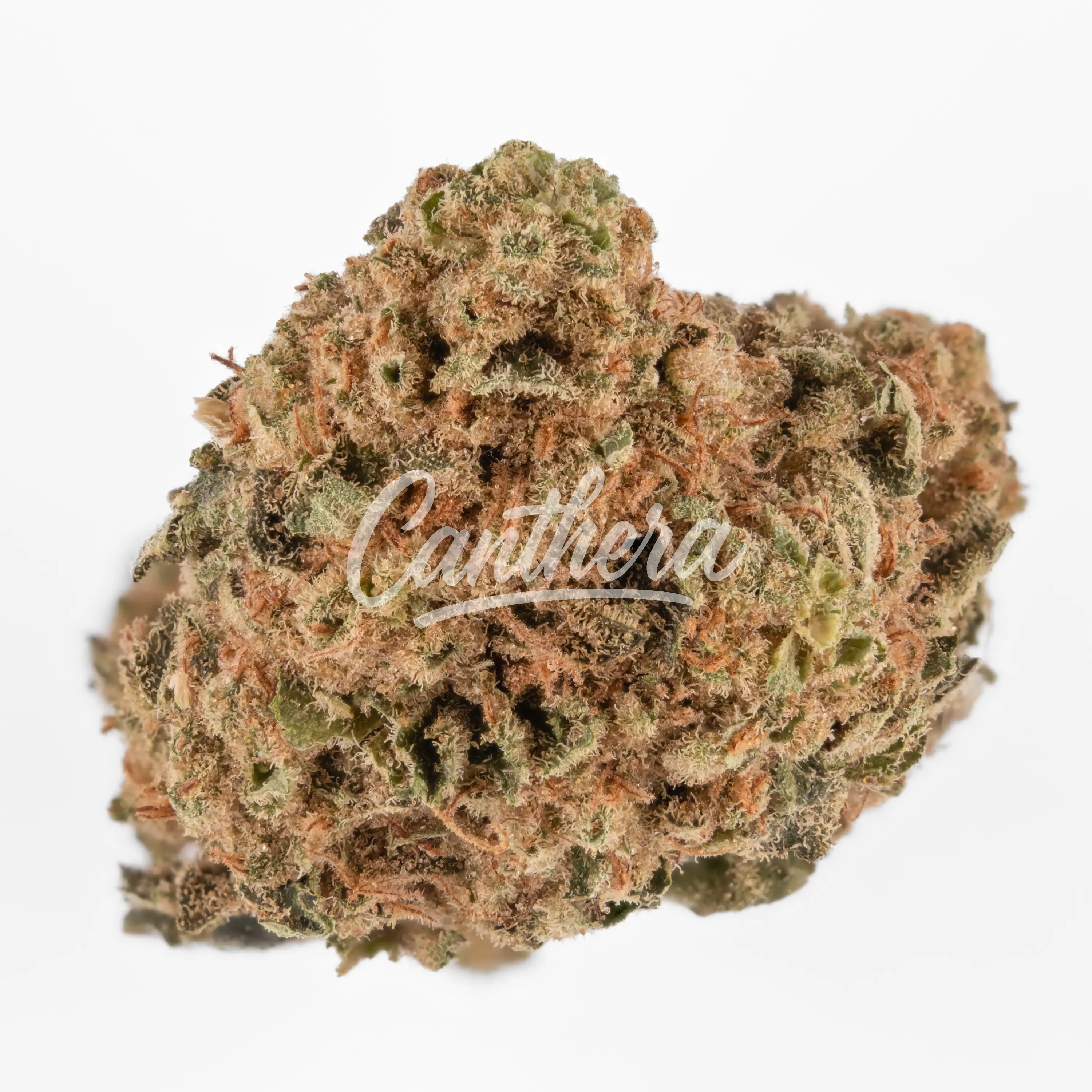 Remexian 27/1 OTA ZAD Zanda´s Dream