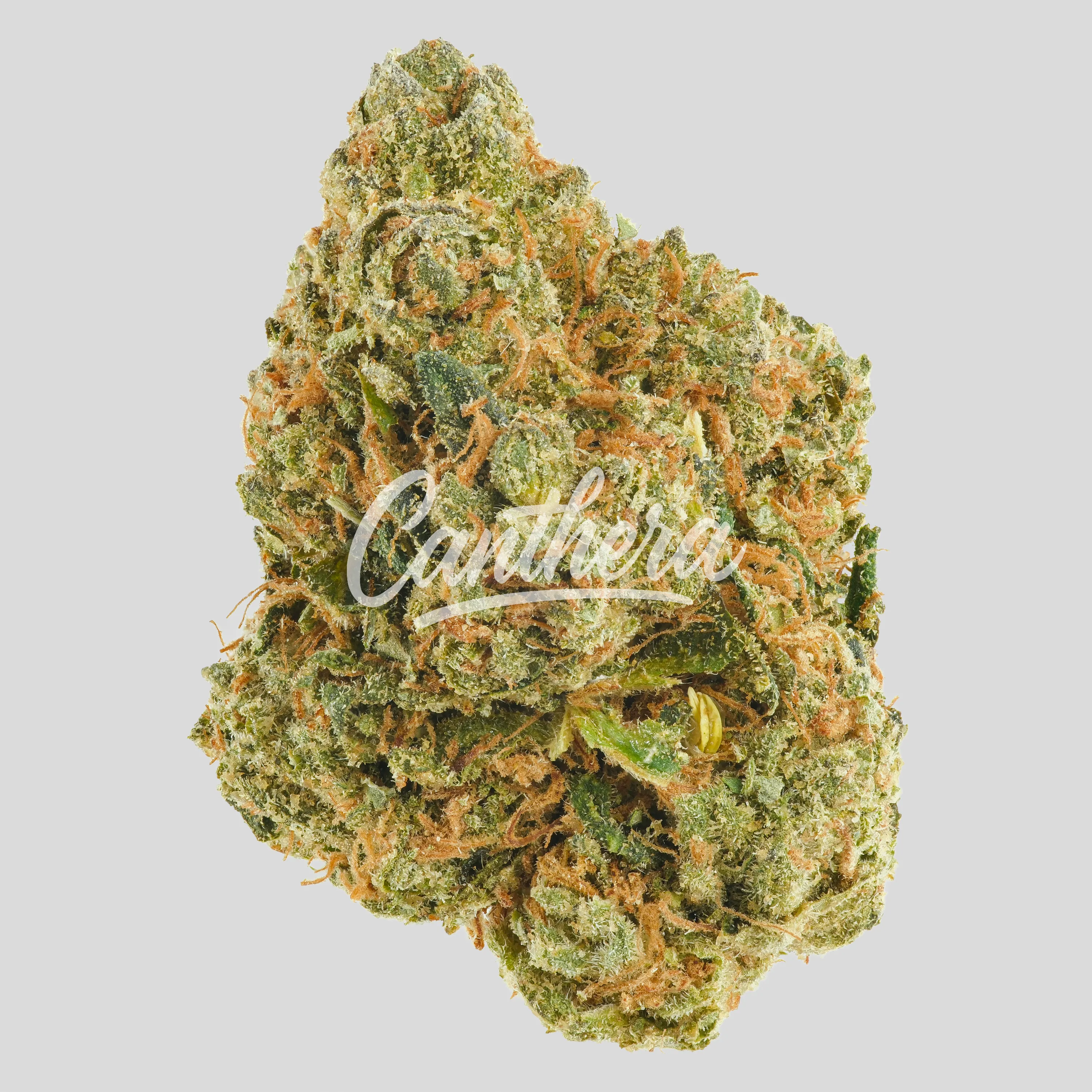 Huala 22/1 CA ALM - Alien Mints