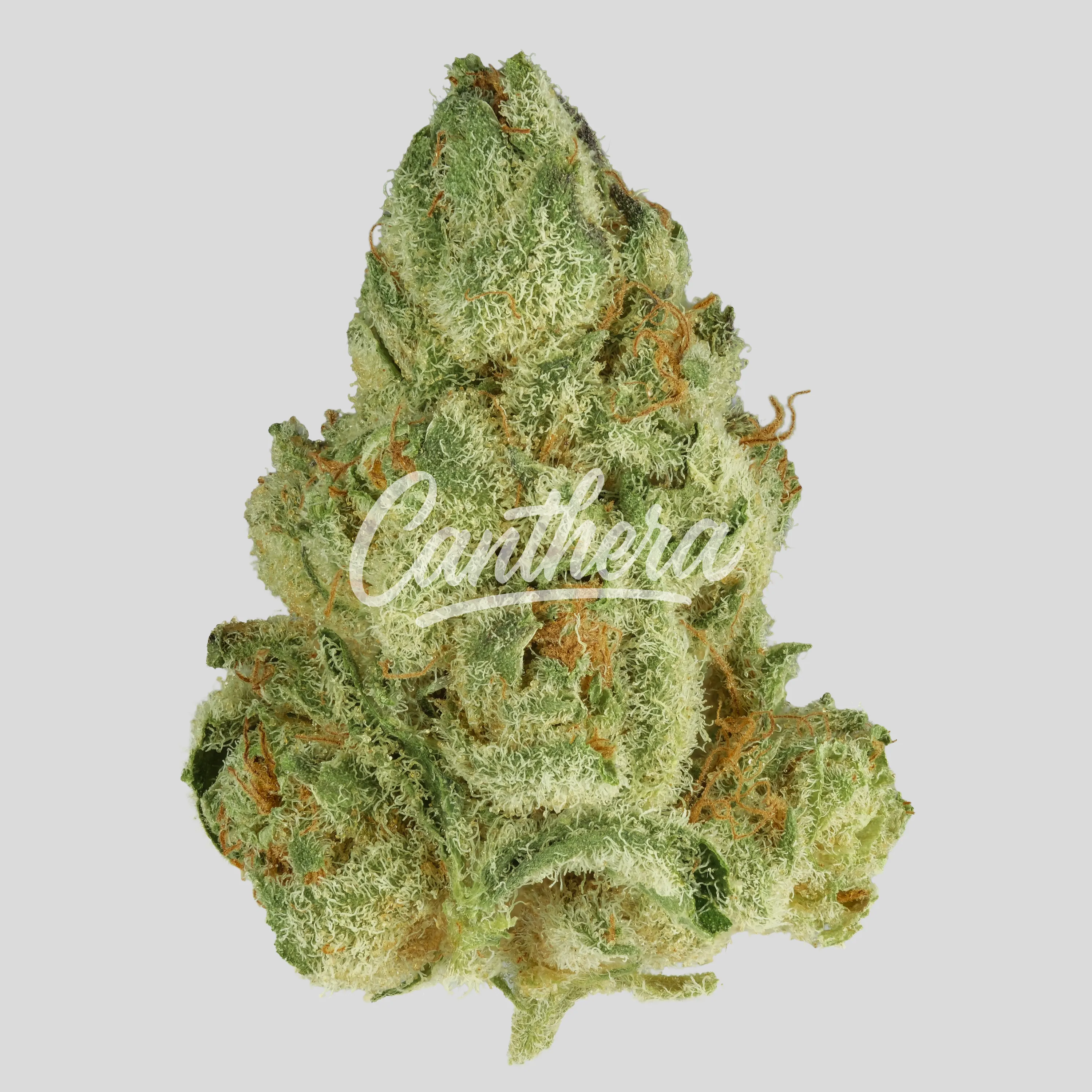 420 Evolution 25/1 CA UNC - Unicorn Cake