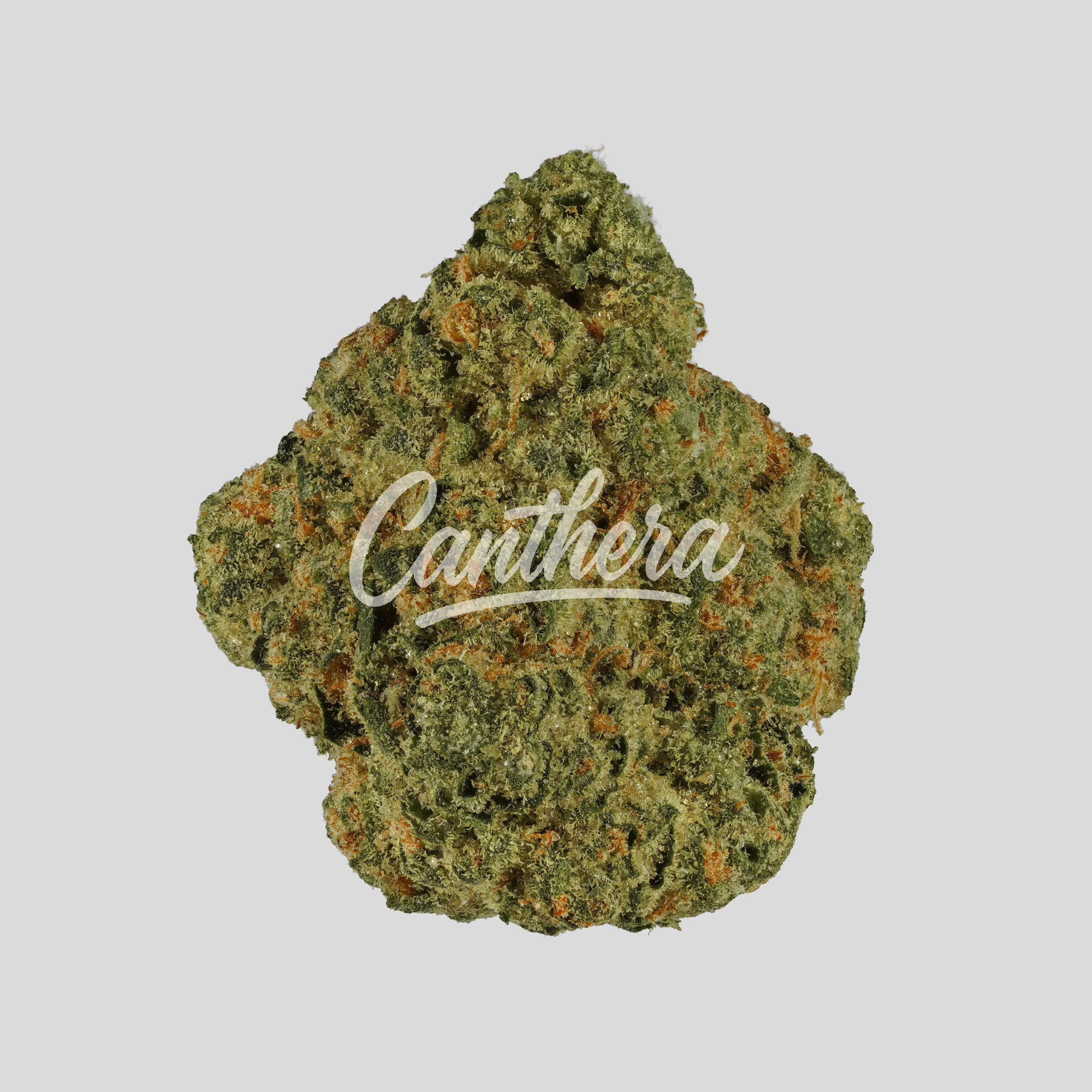 San Raf 31/1 CFK - Campfire Kush San Raf 31/1 CFK - Campfire Kush