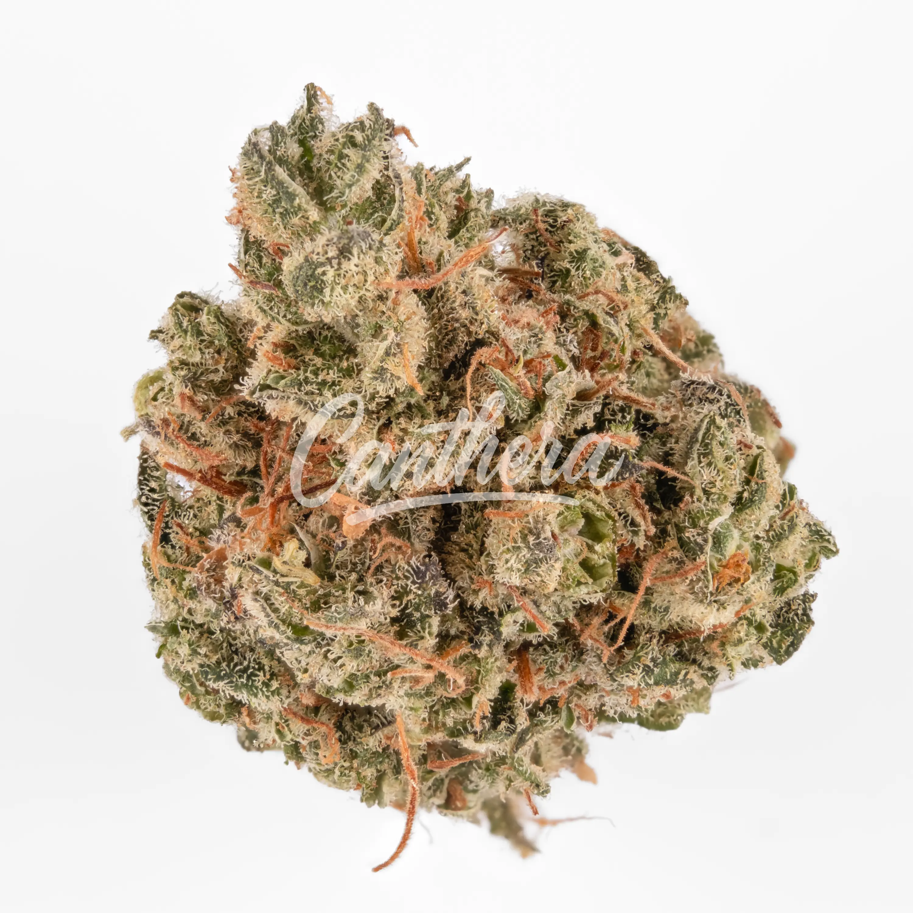 420 Balanced Basic PT SLG - Super Lemon G 420 Balanced Basic PT SLG - Super Lemon G