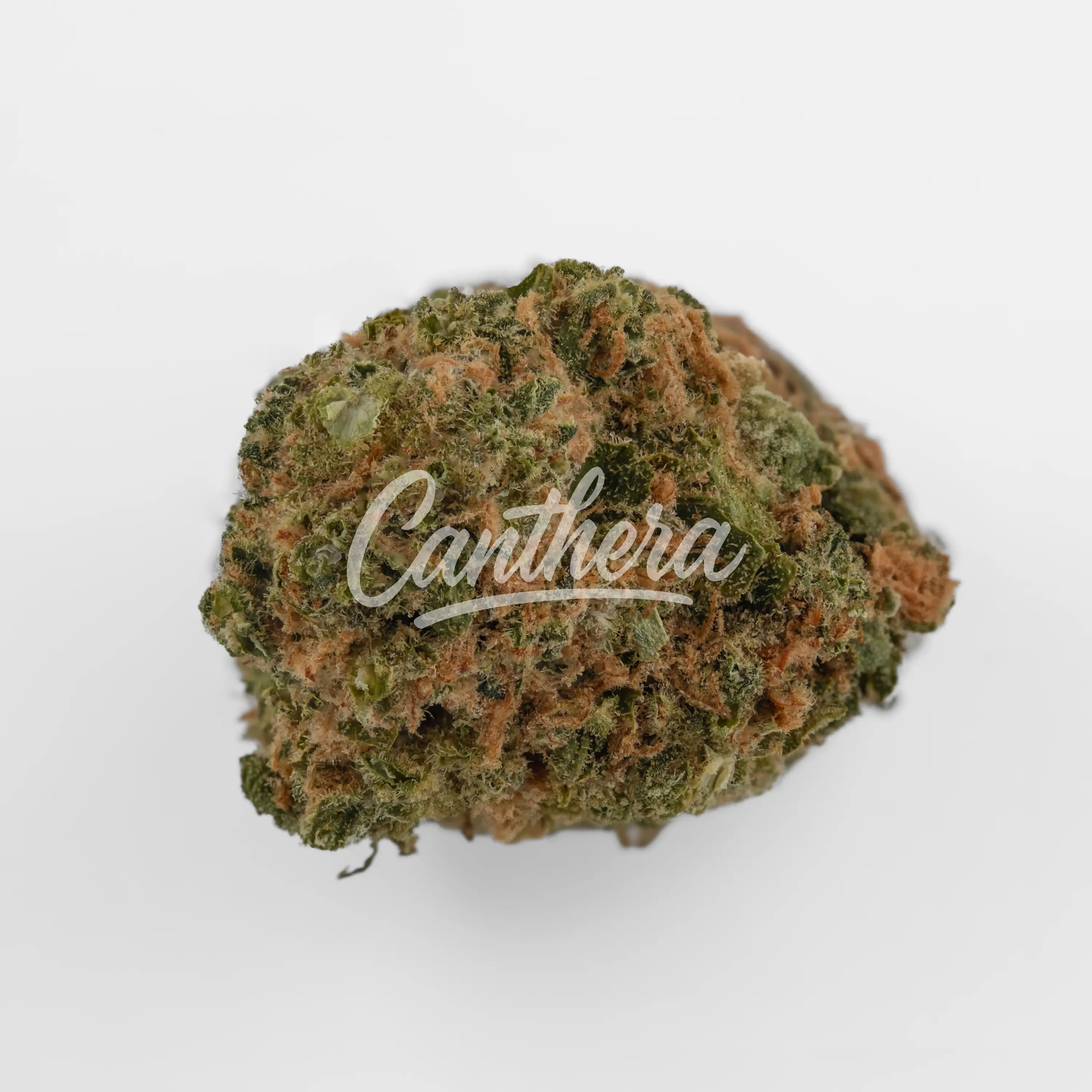 Pedanios 24/1 LAC-CA - LA Confidential Nahaufnahme einer medizinischen Cannabisblüte