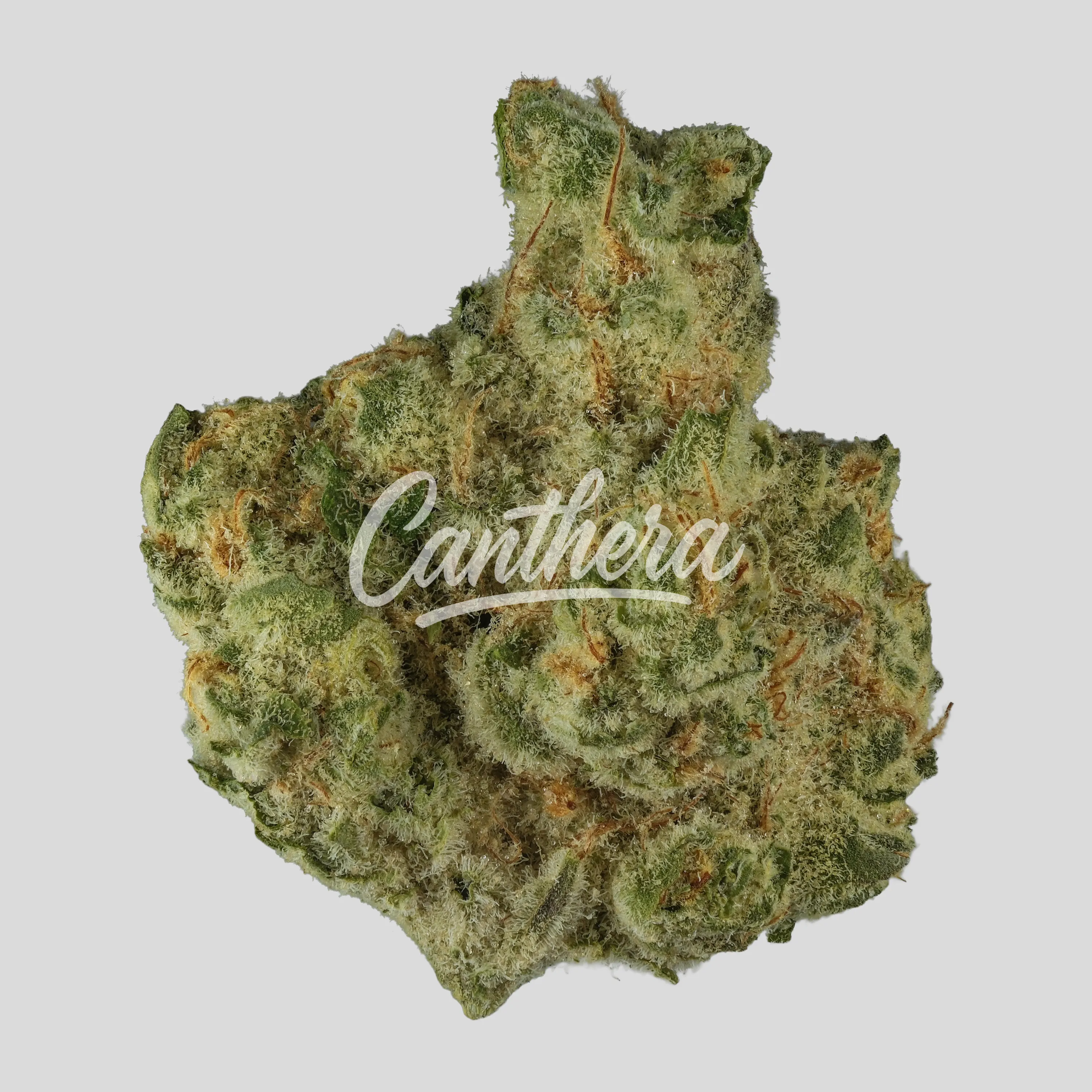 THC AKUT MG 24 BCP - Black Cherry Punch THC AKUT MG 24 BCP - Black Cherry Punch