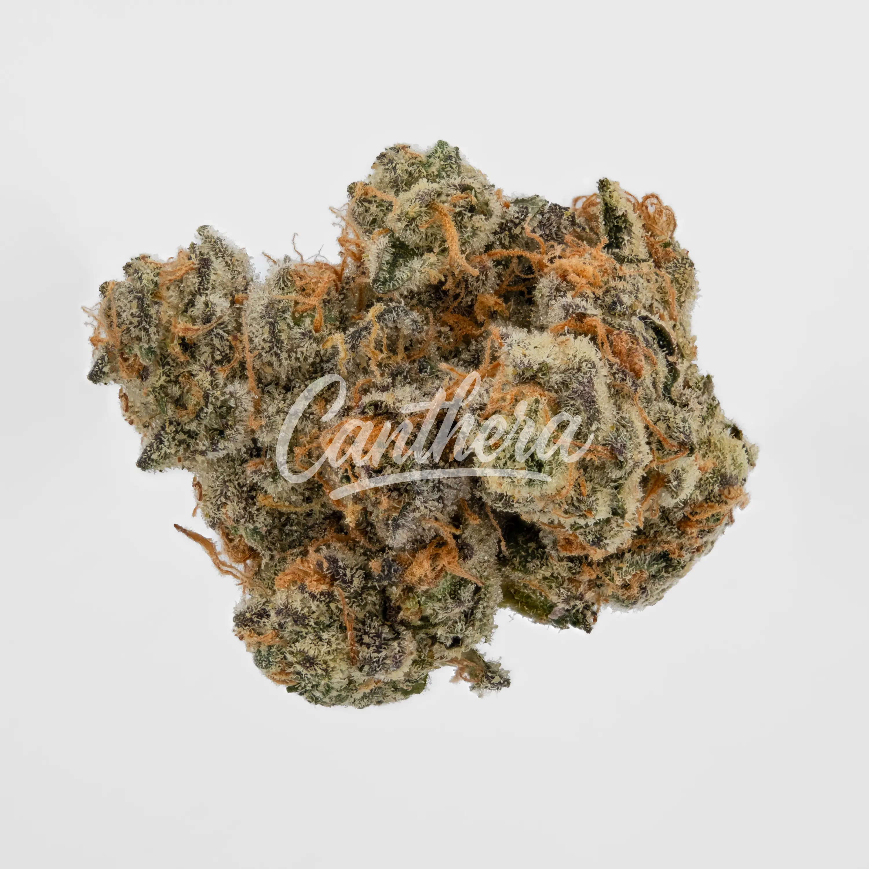 BOTANICS Tonic Fuel 22/1 - Gary Payton Nahaufnahme einer medizinischen Cannabisblüte