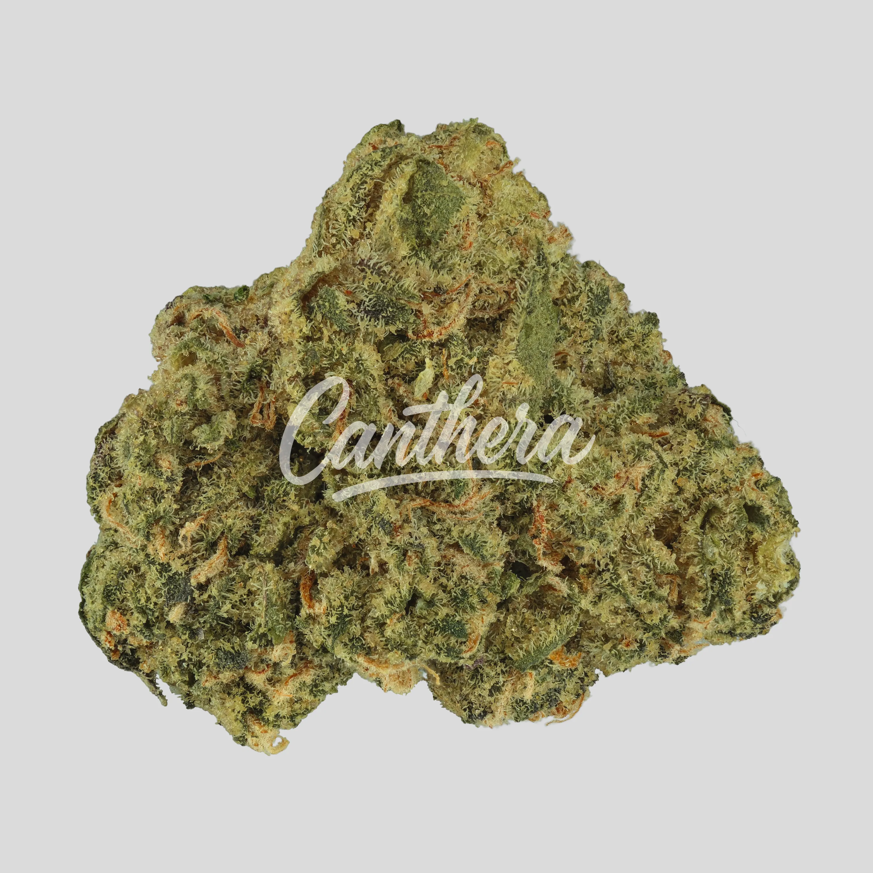 Demecan CORE OZK x CC 24:01 - OZ Kush x Coffin Candy Demecan CORE OZK x CC 24:01 - OZ Kush x Coffin Candy