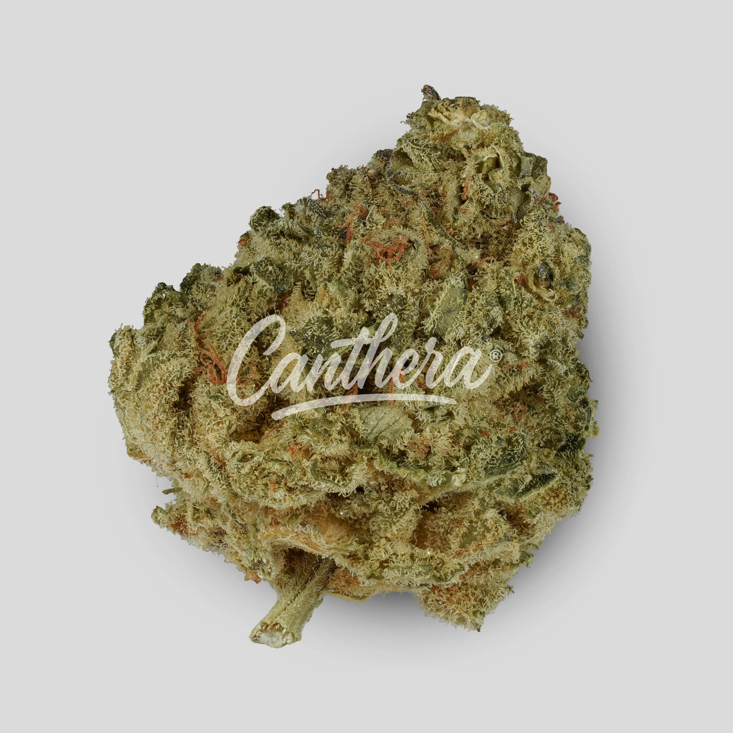 Tilray THC 15 Spotlight Porto - Blueberry Tilray THC 15 Spotlight Porto - Blueberry