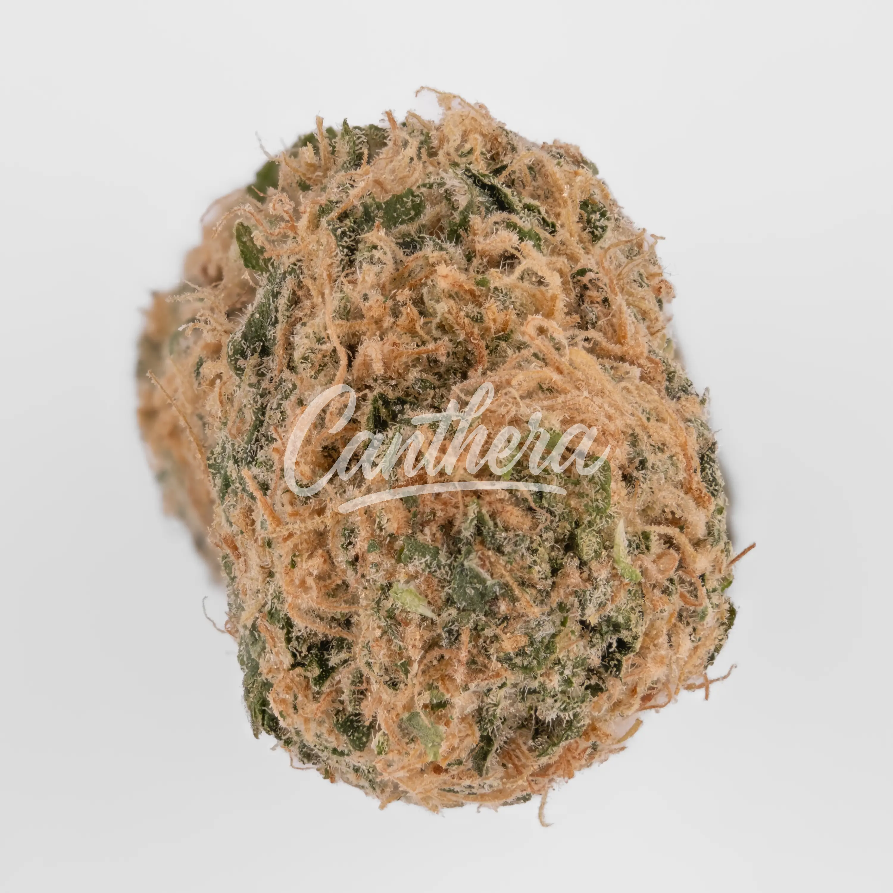Nahaufnahme einer medizinischen Cannabisblüte