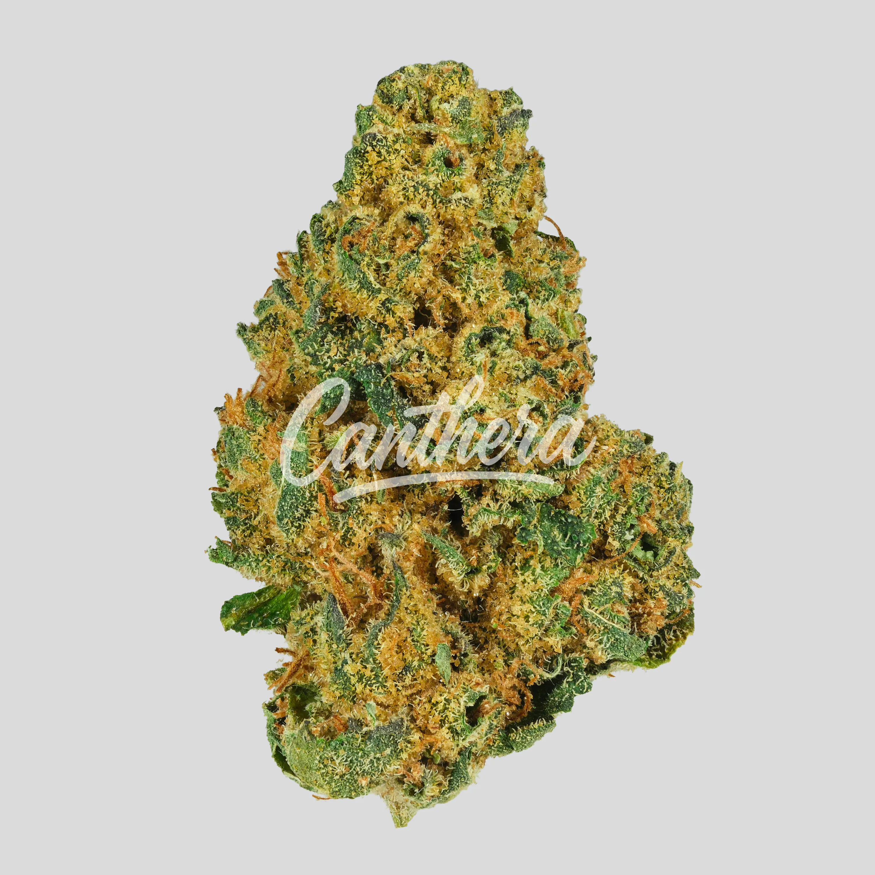 Pedanios 31/1 PND-CA - Pink Diesel