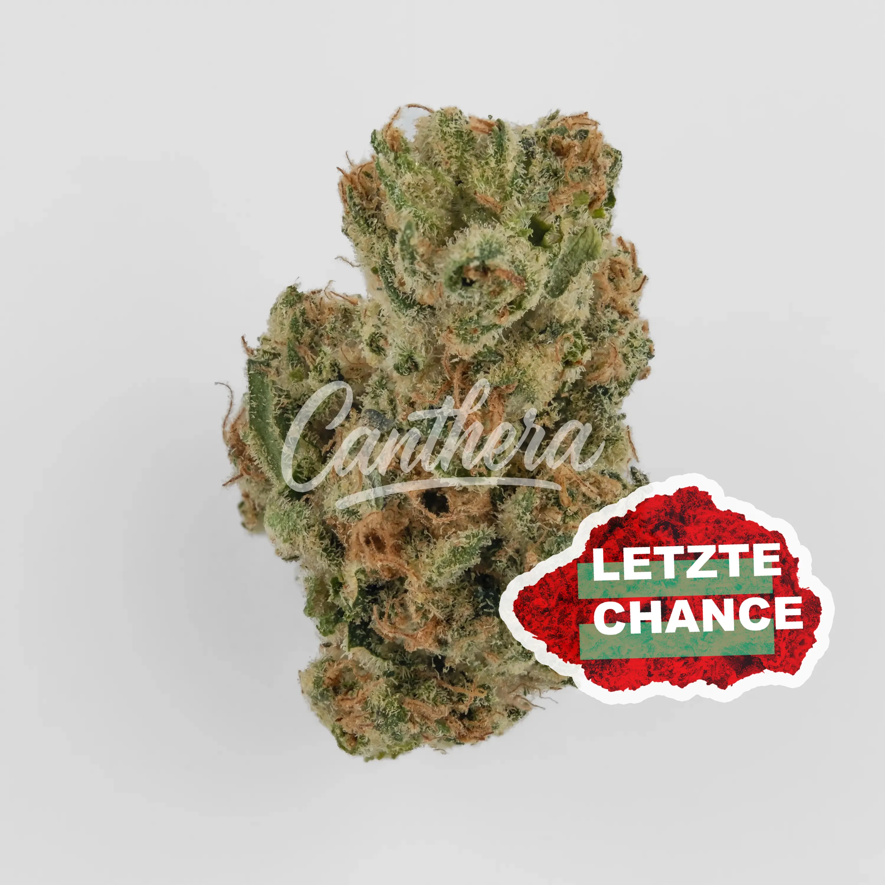 420 Evolution 25/1 CA PLD - Plum Driver 420 Evolution 25/1 CA PLD - Plum Driver