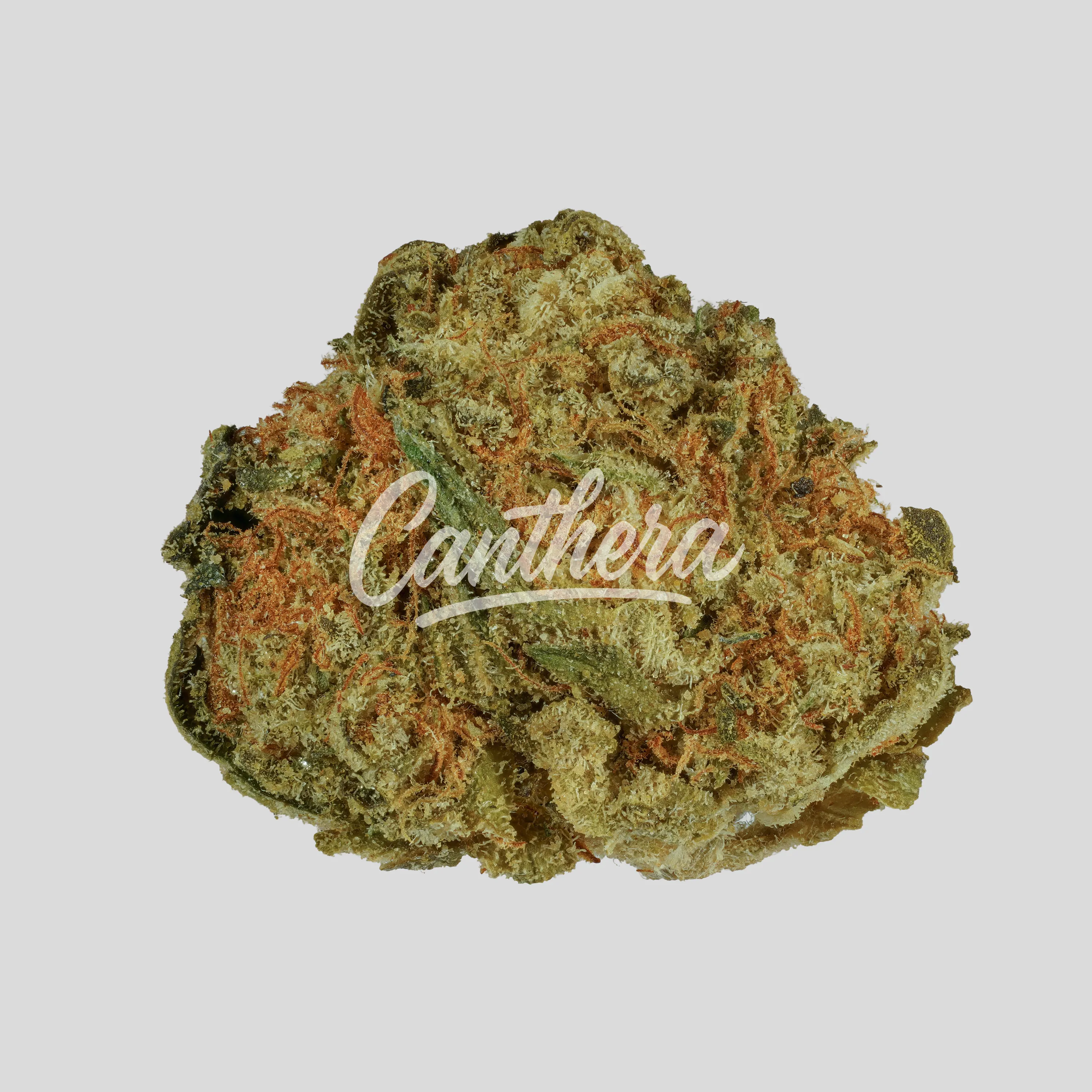 slouu 22/1 BAG CA - Berry Artic Gelato