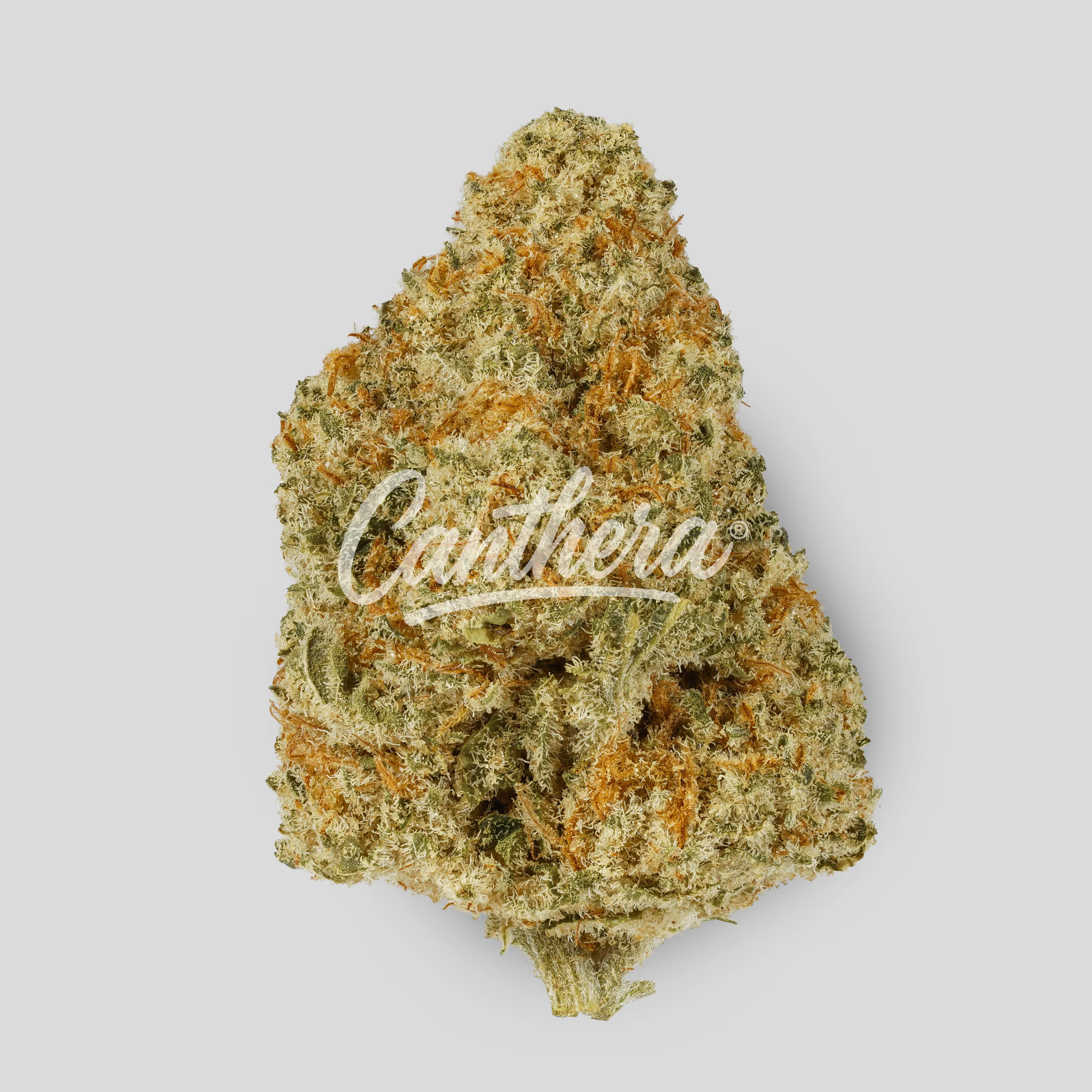 Canify Cannabis flos 27/1 CSF - Bunatic DP Canify Cannabis flos 27/1 CSF - Bunatic DP