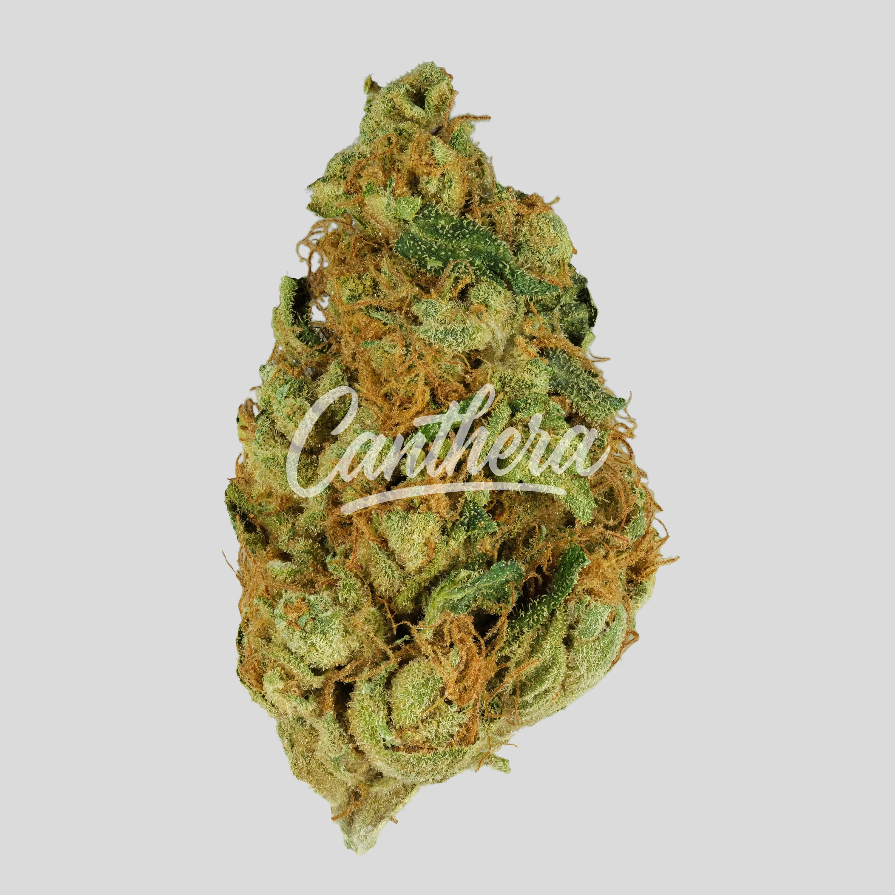 420 Evolution 30/1 CA FRG - Frosted Gumbo 420 Evolution 30/1 CA FRG - Frosted Gumbo