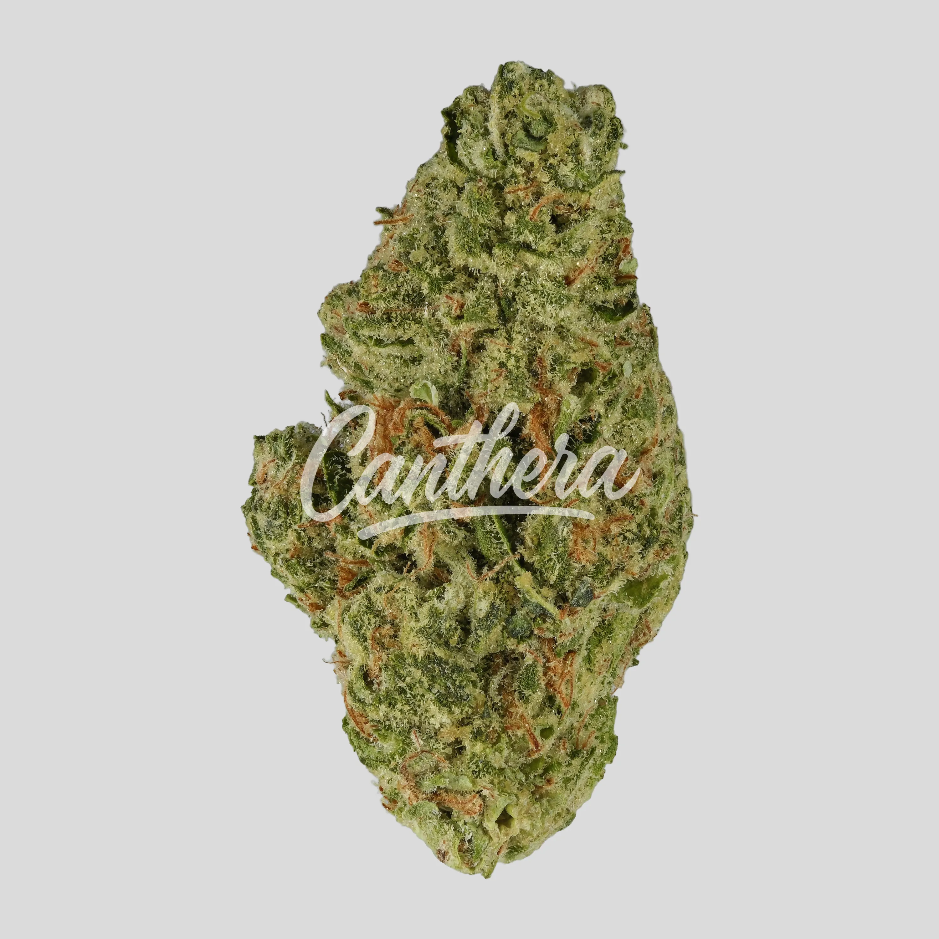 Slouu 30/1 CBC CA - Citron Biker Cookies