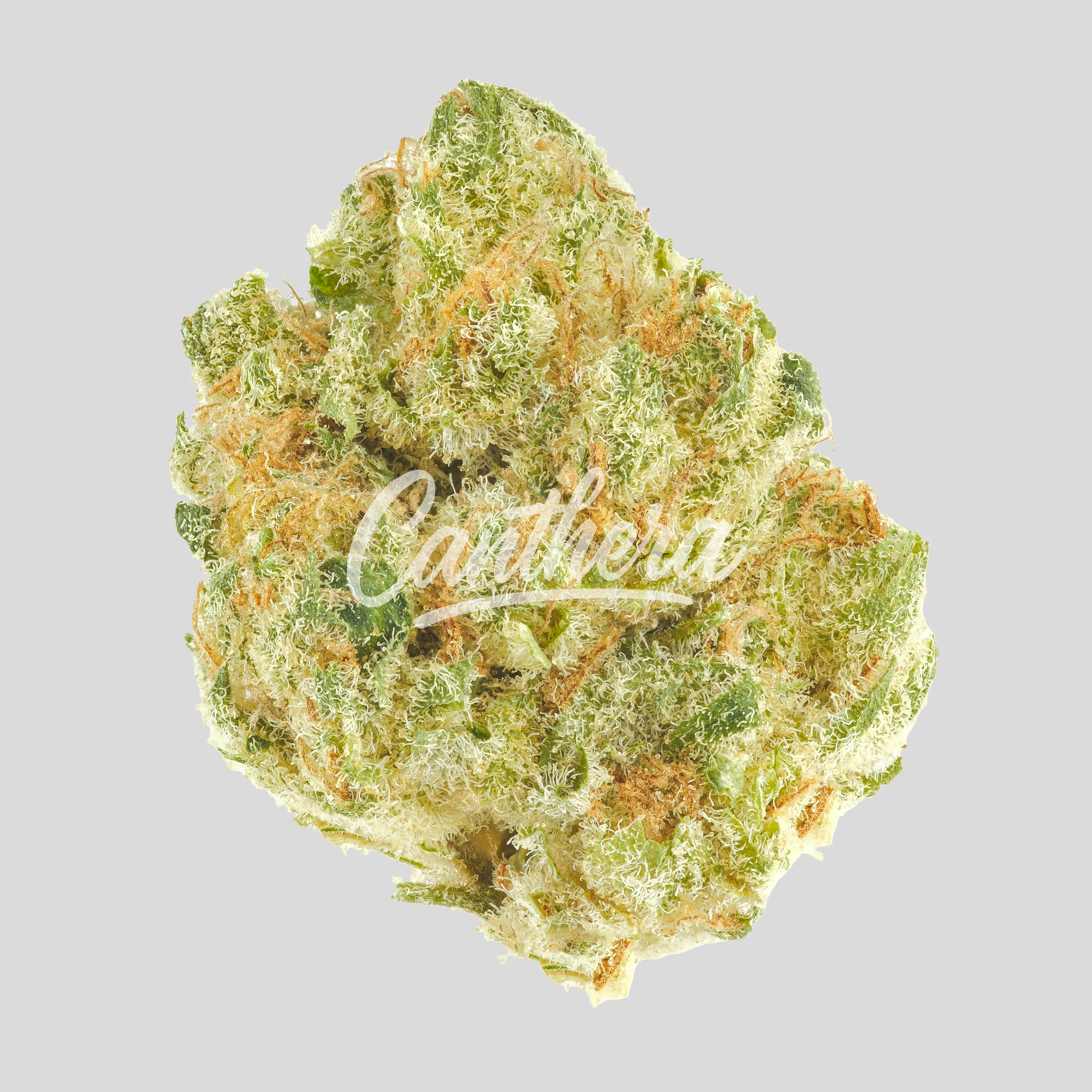 Remexian 24/1 MYW - Mystic Wonder