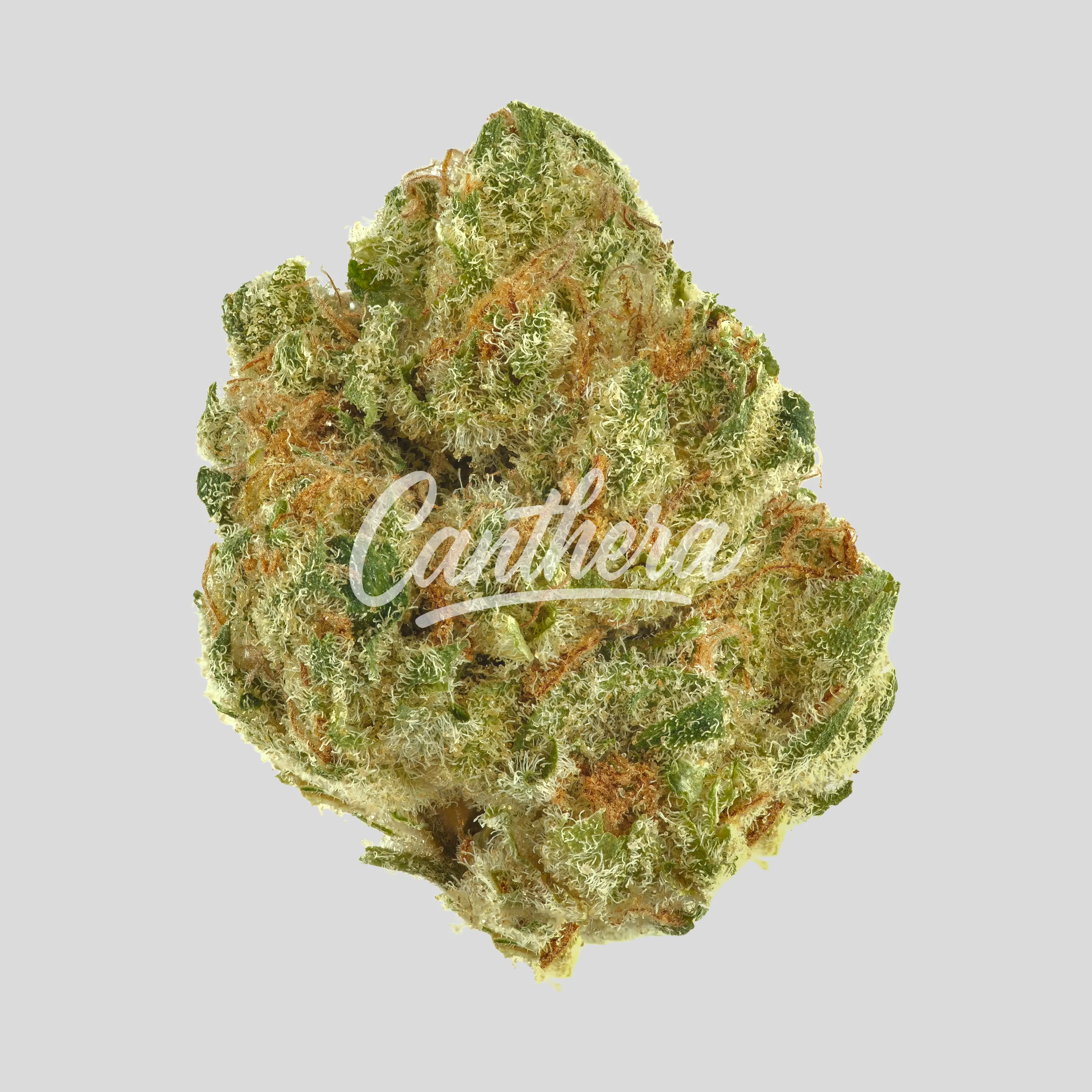 Remexian 24/1 MYW - Mystic Wonder Remexian 24/1 MYW - Mystic Wonder