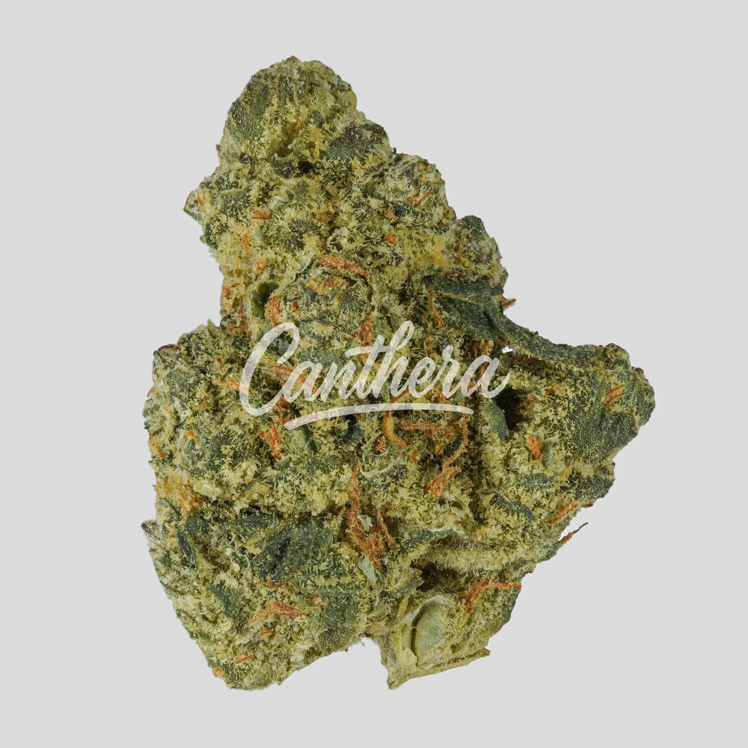 NICE 27/1 GT Garlic Truffle