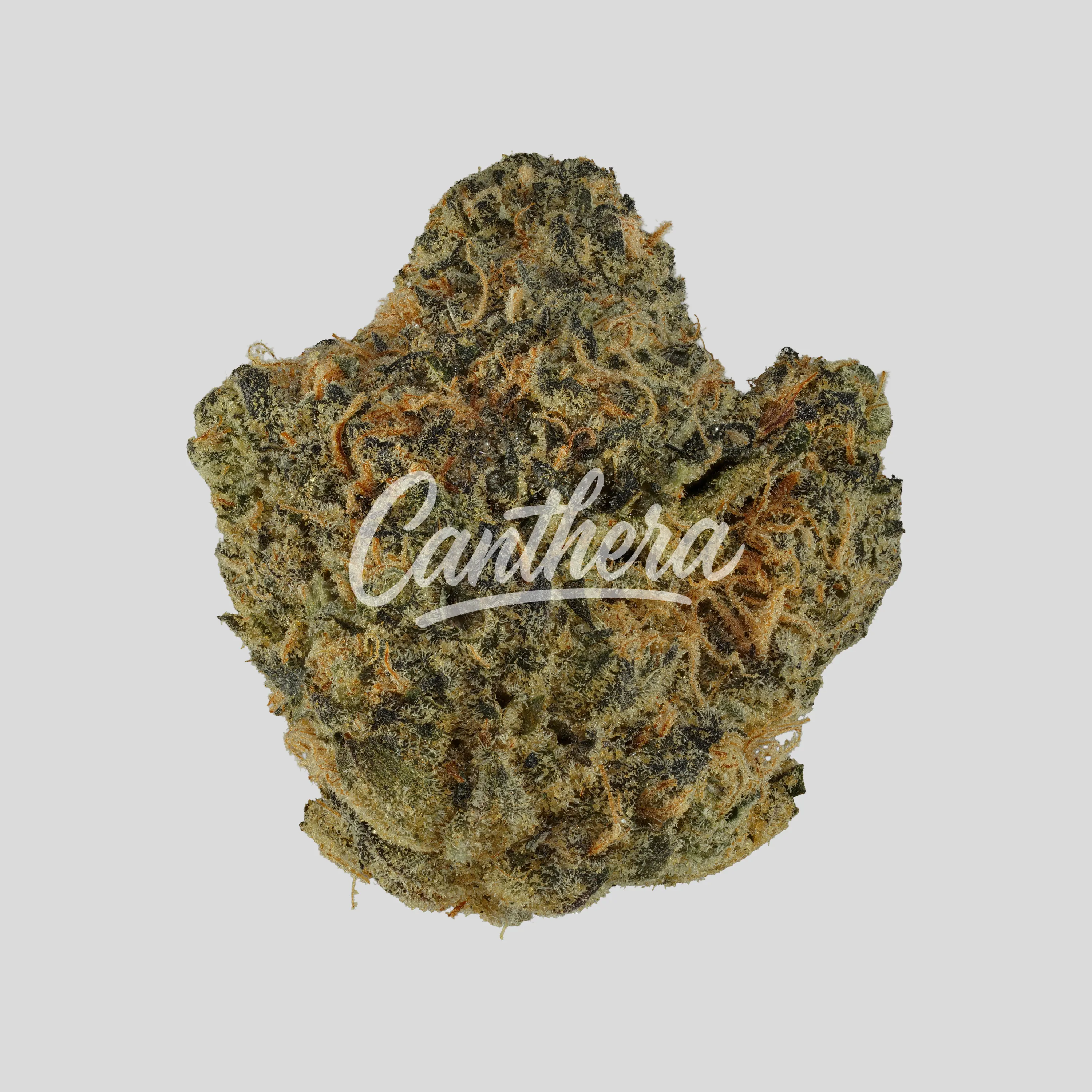 Pedanios 25/1 FLH-CA - Frozen Lemon Haze