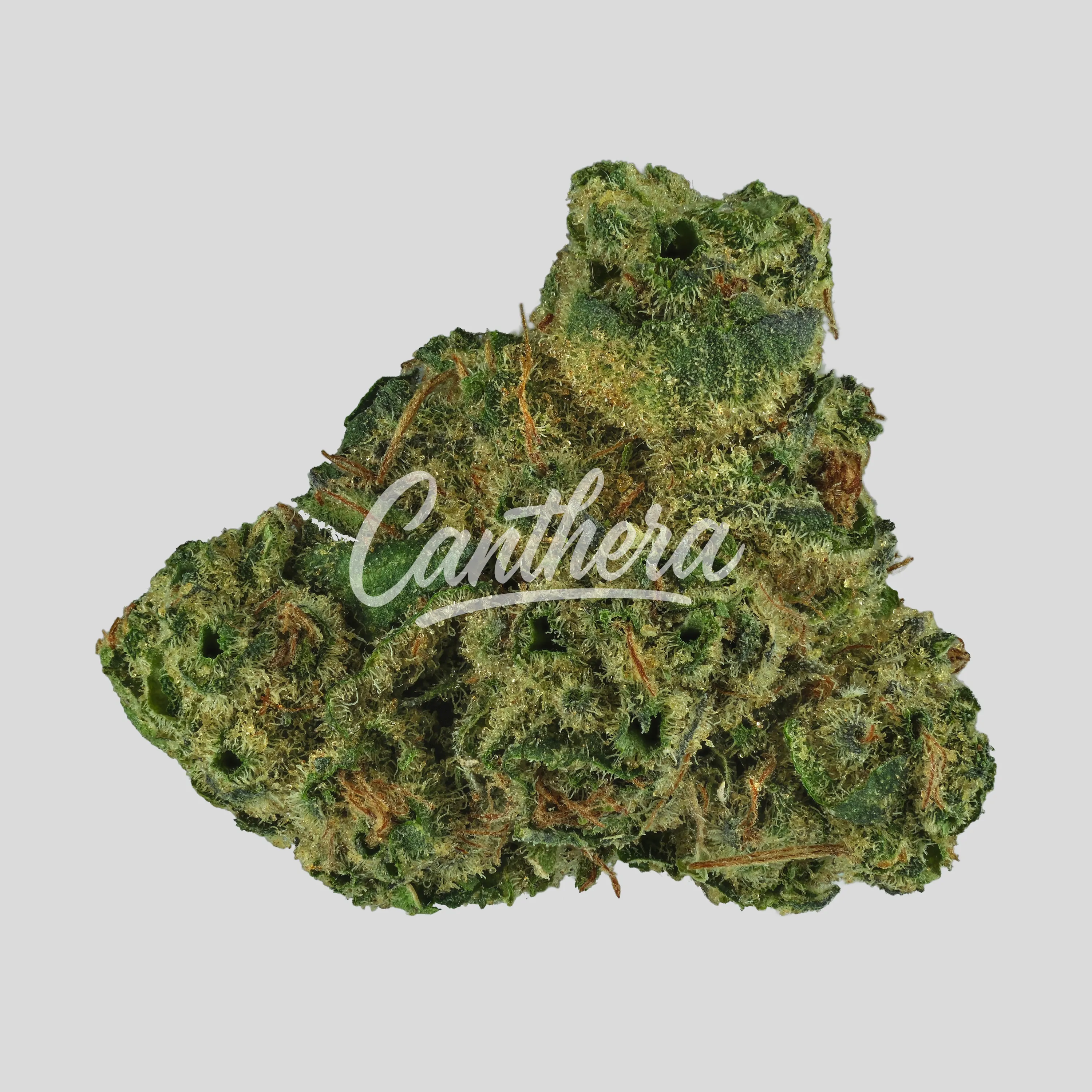 Cannamedical Balanced Ultra 12/13 - Libras Cannamedical Balanced Ultra 12/13 - Libras