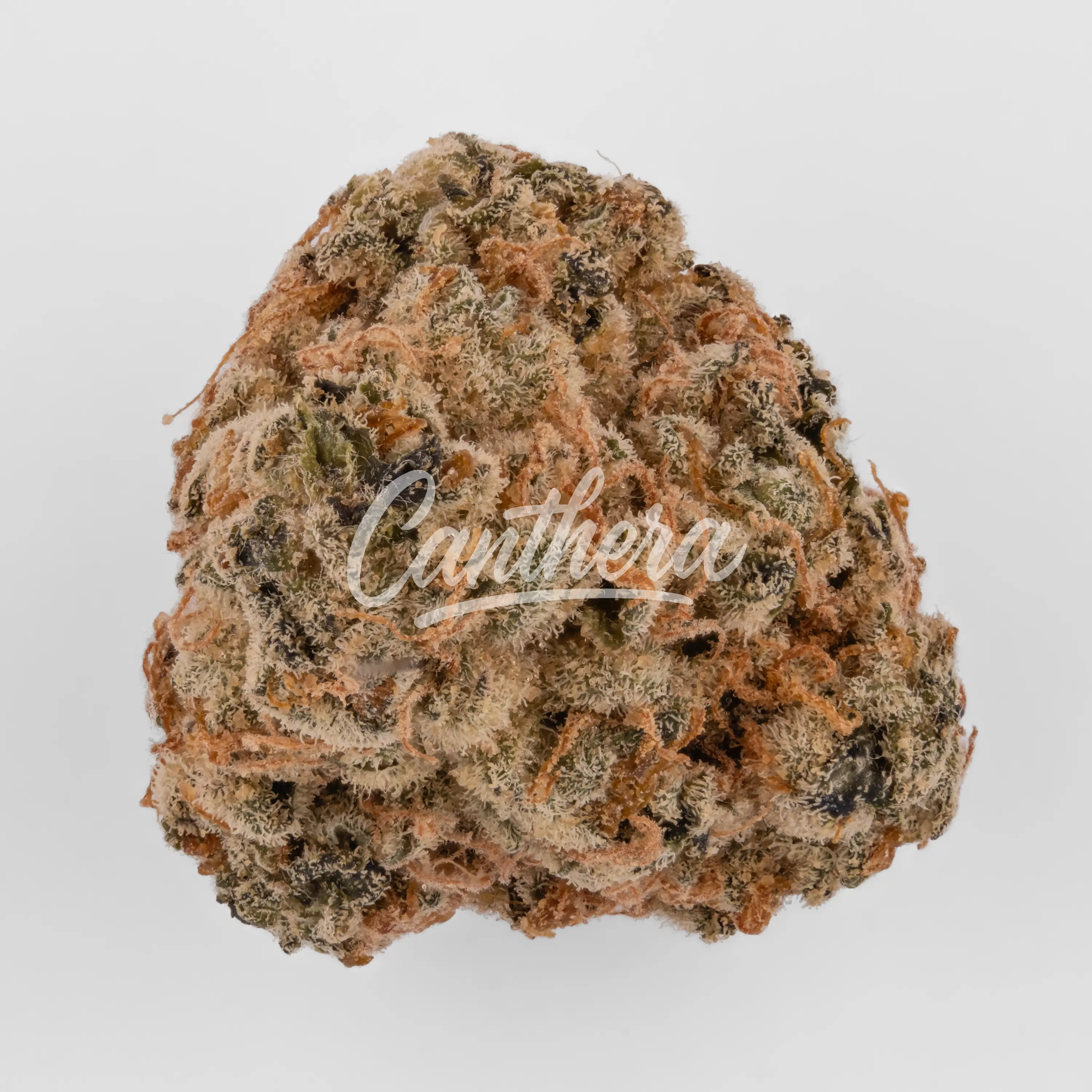 Cookies 26/1 MD - Medellin Nahaufnahme einer medizinischen Cannabisblüte