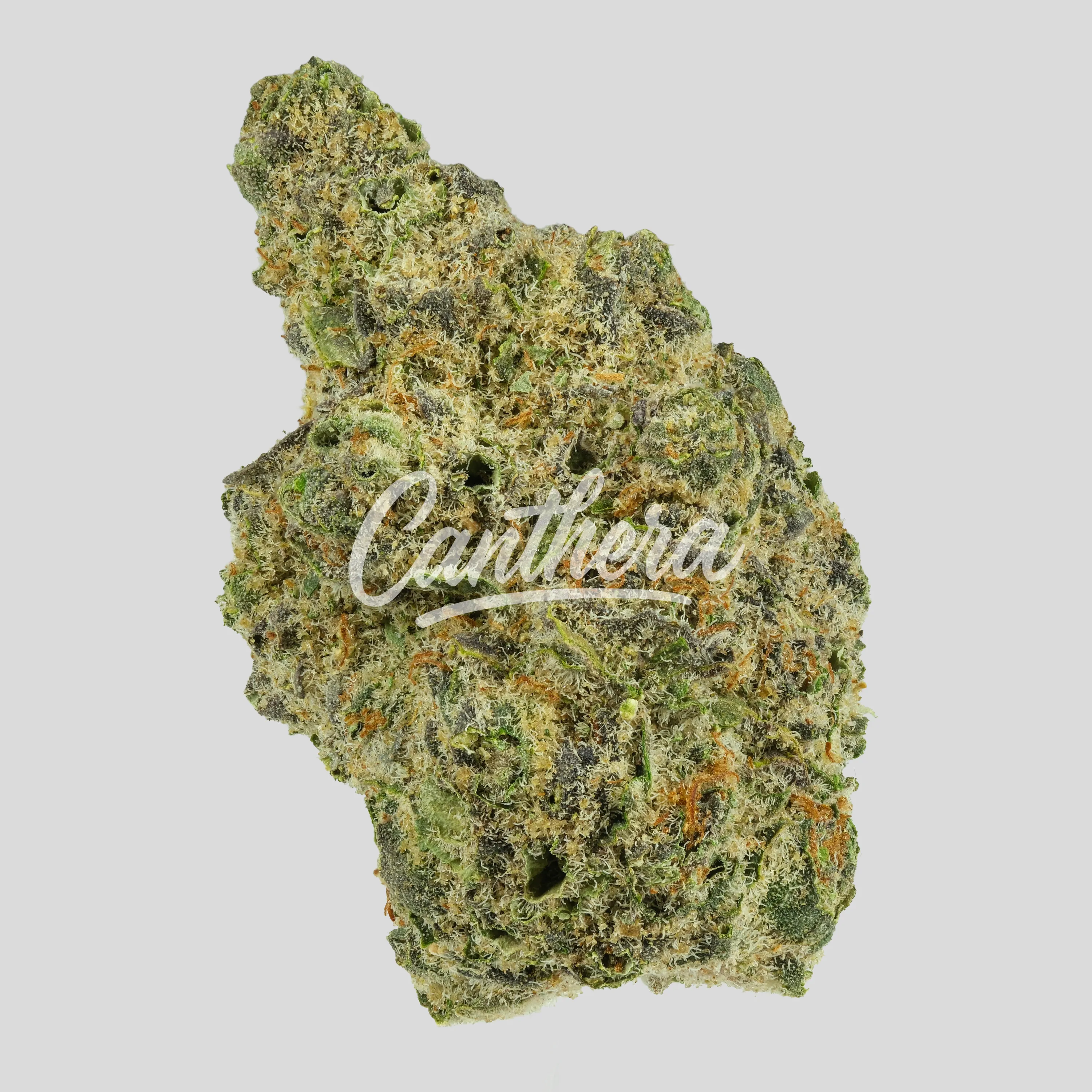 GrowMotion SBC24 - Super Buff Cherry