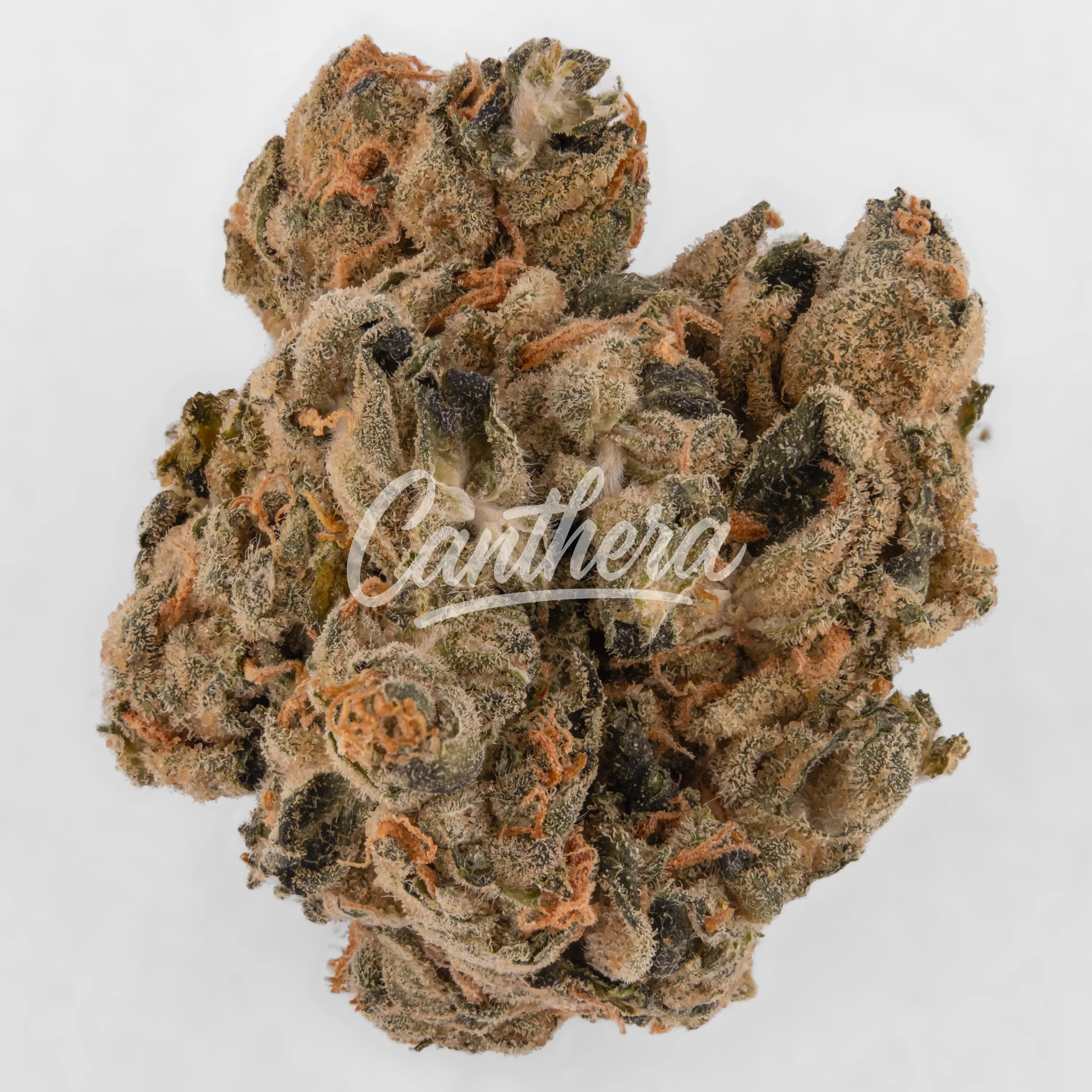 NICE 26/1 LC - Lemon Cookies Nahaufnahme einer medizinischen Cannabisblüte