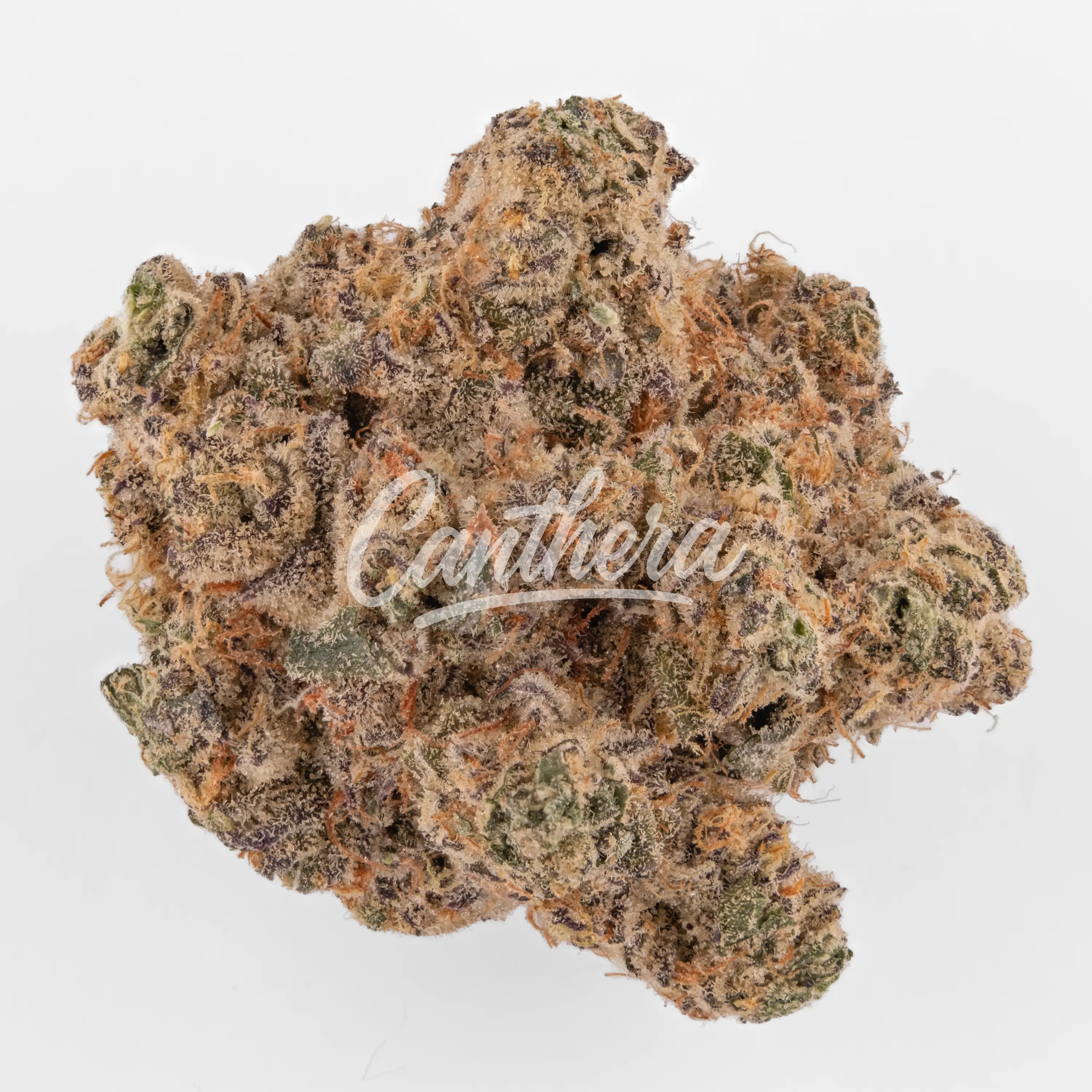 Remexian 27/1 GRG - Grape Galena Nahaufnahme einer medizinischen Cannabisblüte