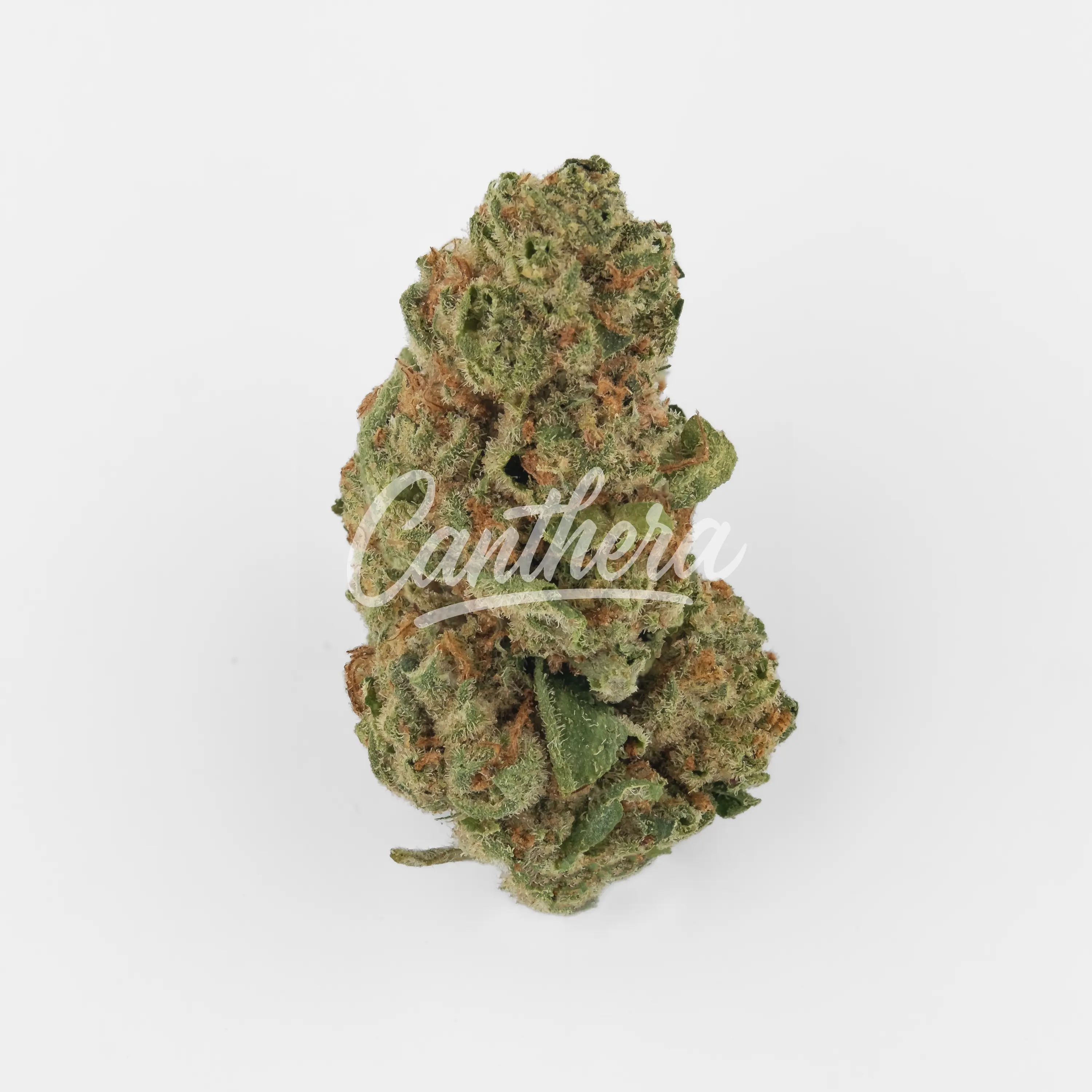 Cannamedical Hybrid Ultra NG - Jealousy Nahaufnahme einer medizinischen Cannabisblüte