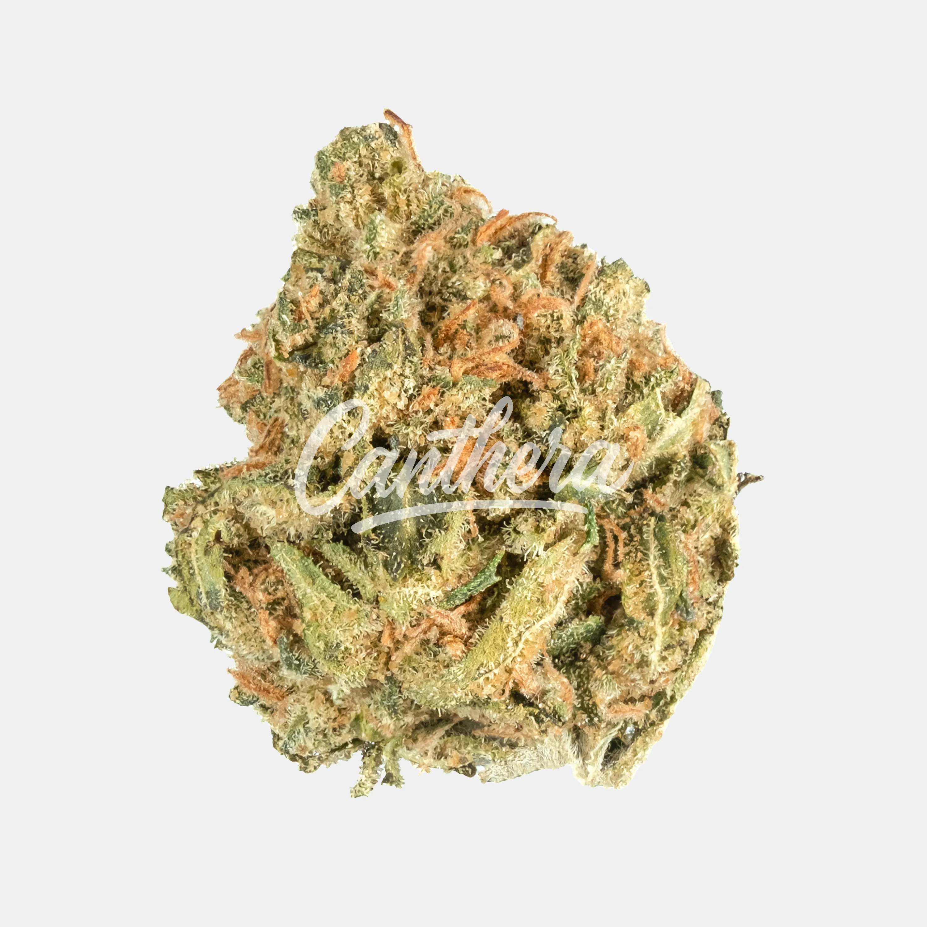 ZOIKS 26/1 TG - Tangrini ZOIKS 26/1 TG - Tangrini