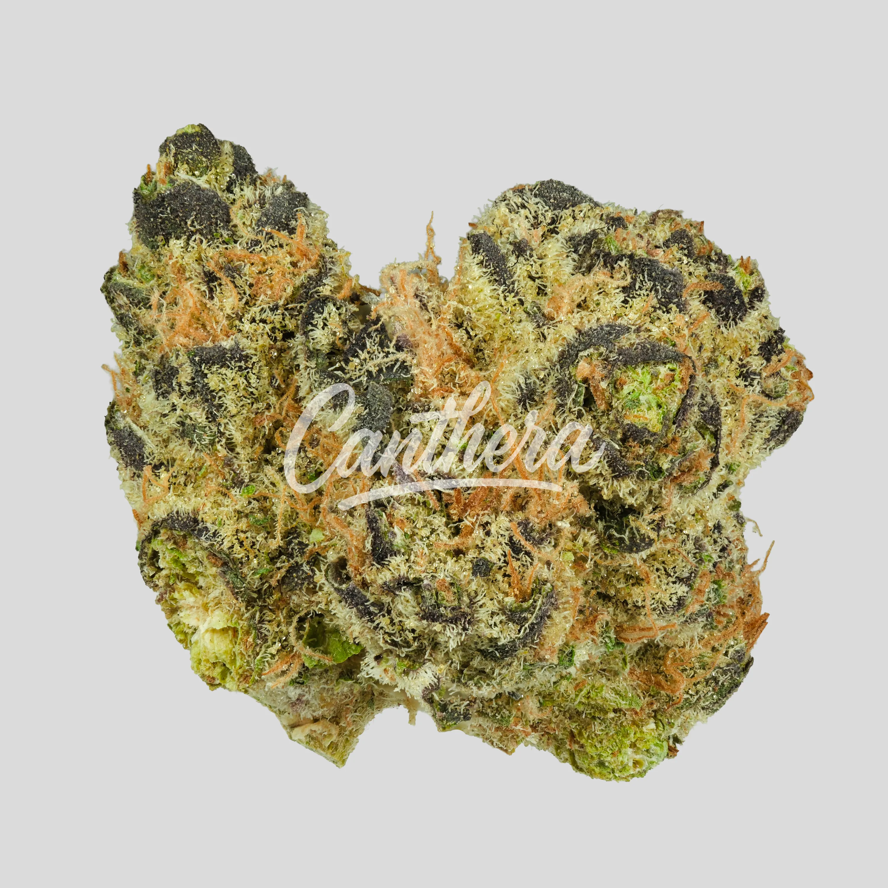 Craft Emerald 27:01 - GMO x GUSH MINTS Craft Emerald 27:01 - GMO x GUSH MINTS