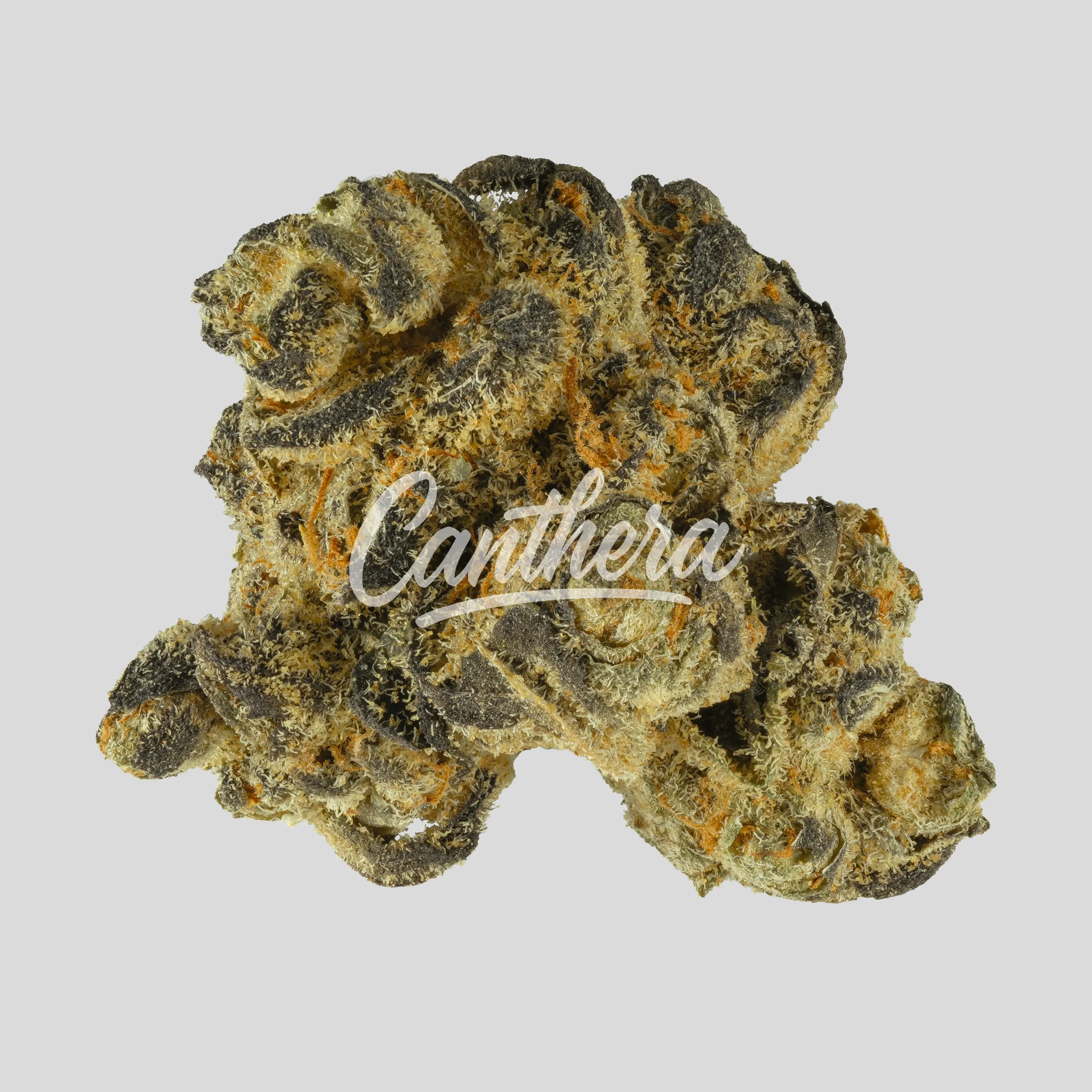 Nimbus easy 20/1 - Jet Fuel Apricot Nimbus easy 20/1 - Jet Fuel Apricot