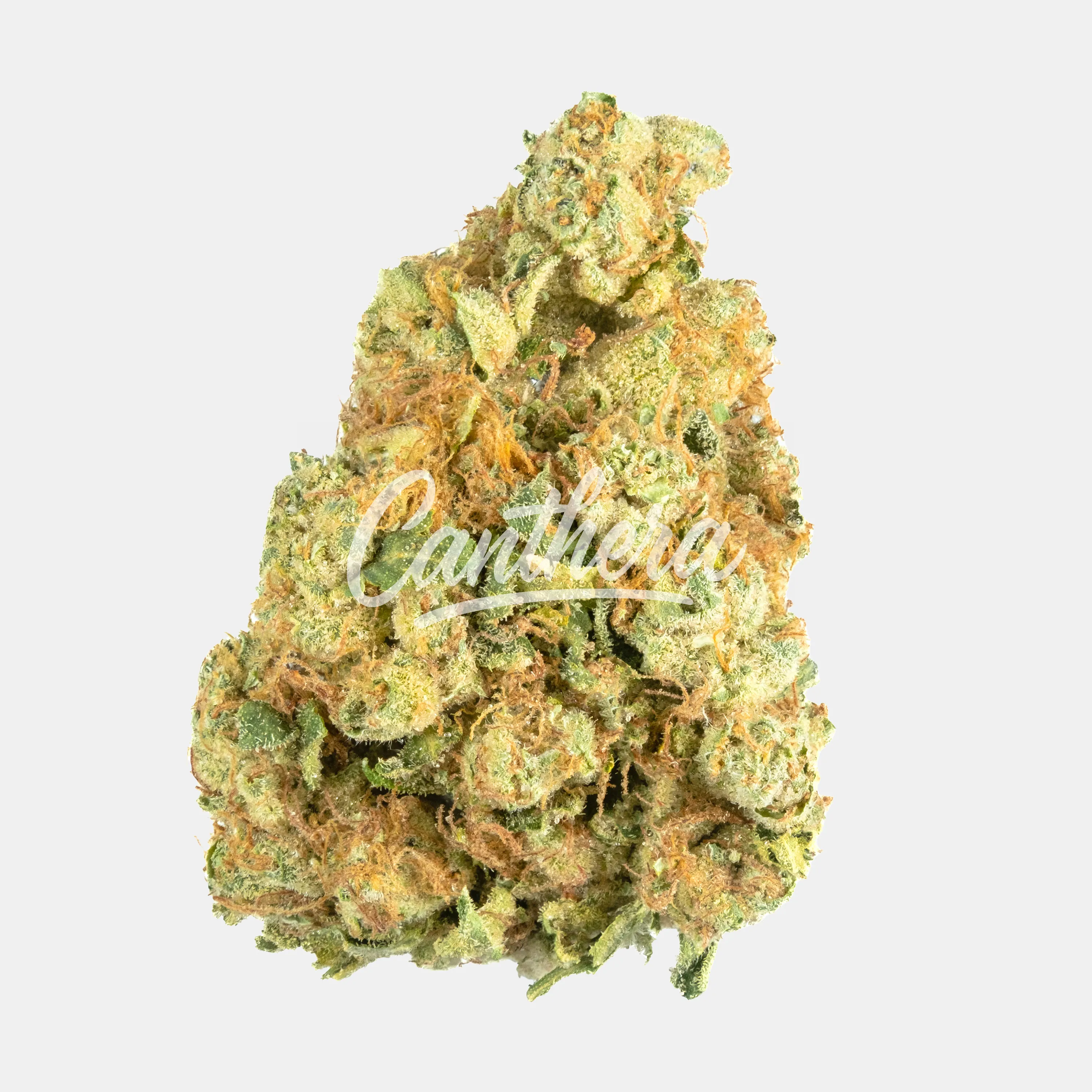 420 Evolution 30/1 CA FRG - Frosted Gumbo 420 Evolution 30/1 CA FRG - Frosted Gumbo