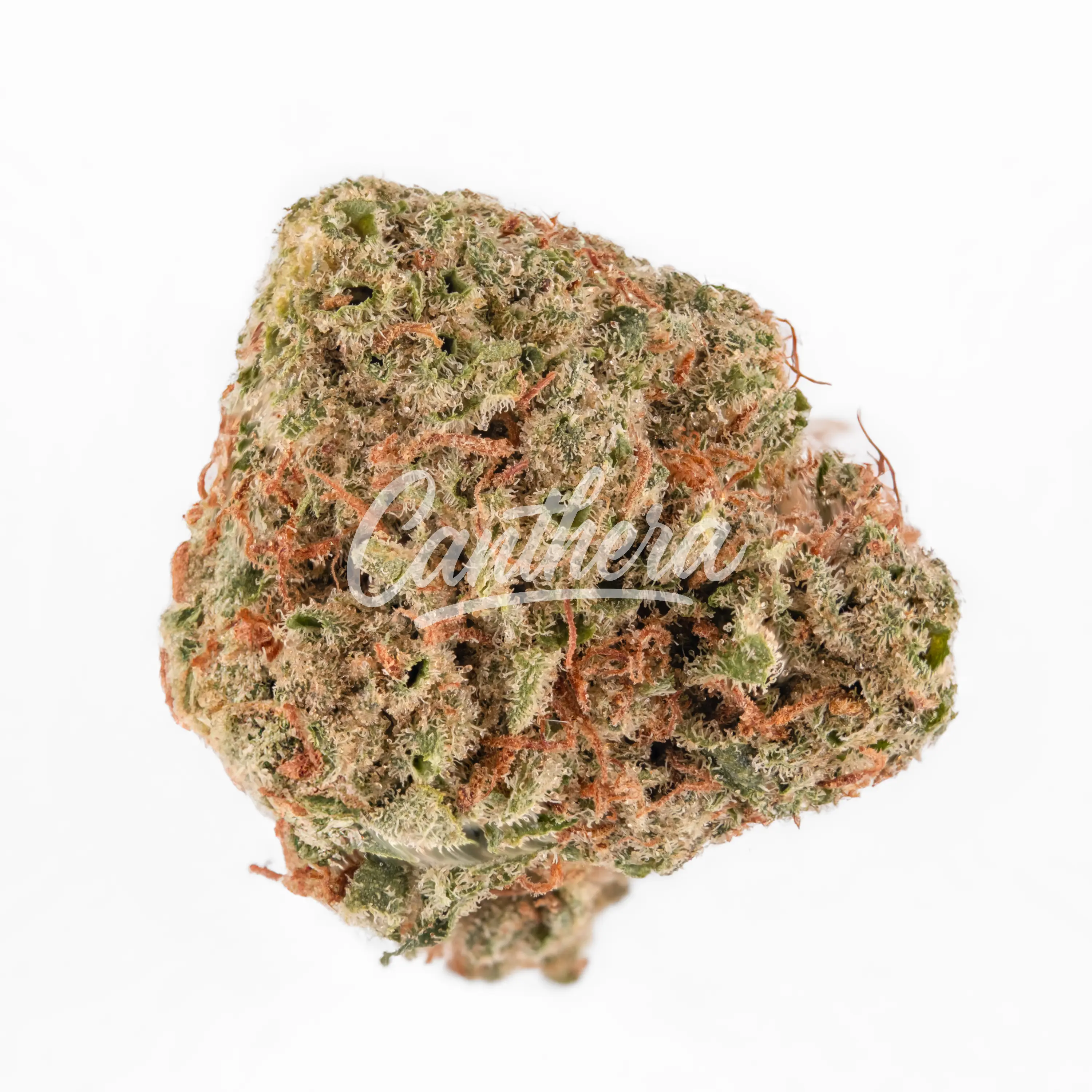 Herbery SC 26:01 Banana Cream