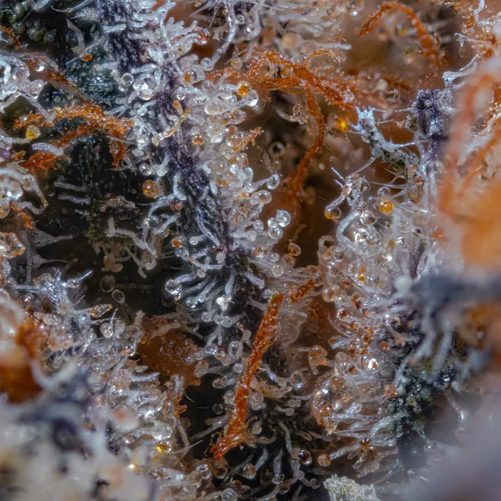 Cannabisblüte in Makro-Nahaufnahme – Canthera Apotheke Nürnberg