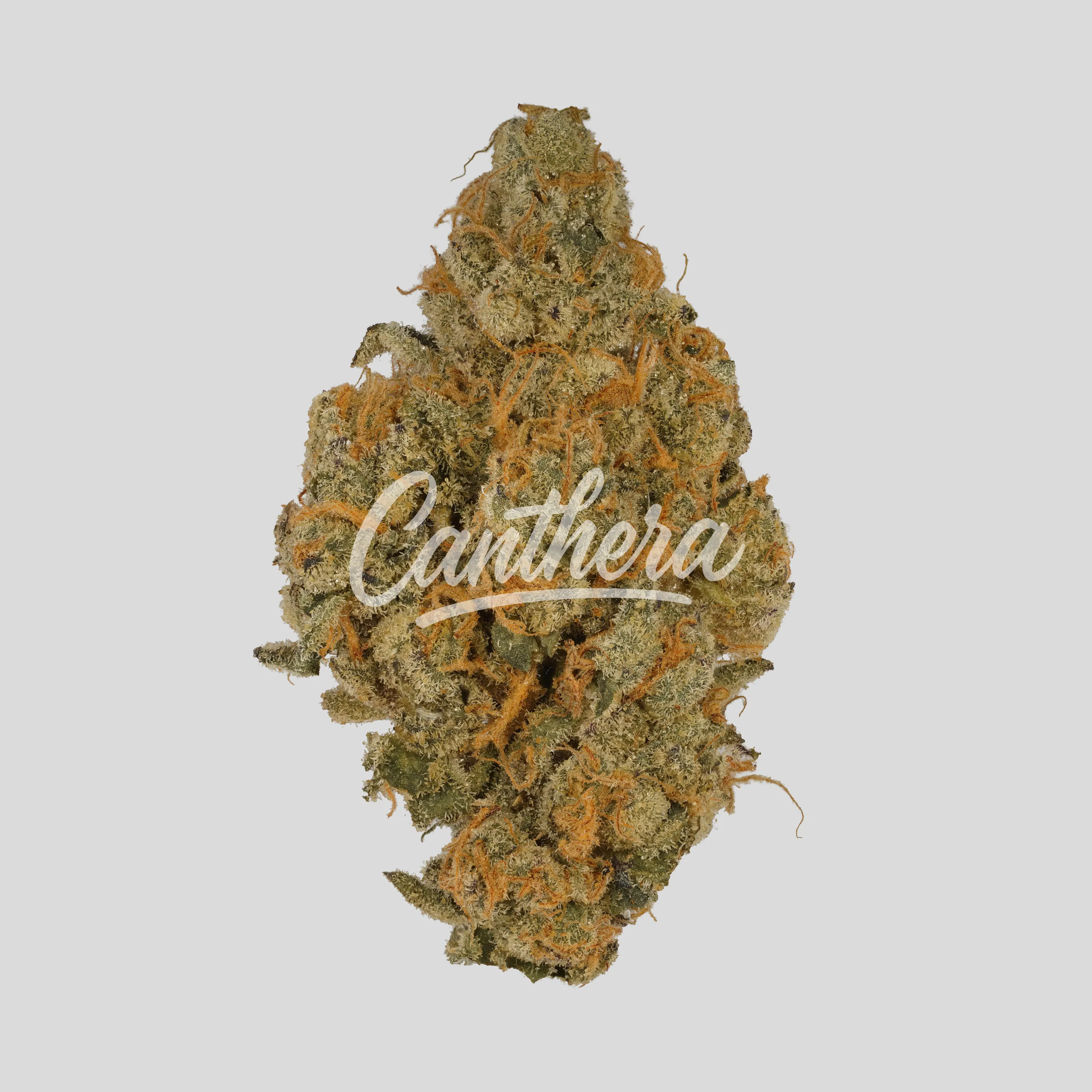 BOTANICS Tonic Fuel 24/1 - Gary Payton