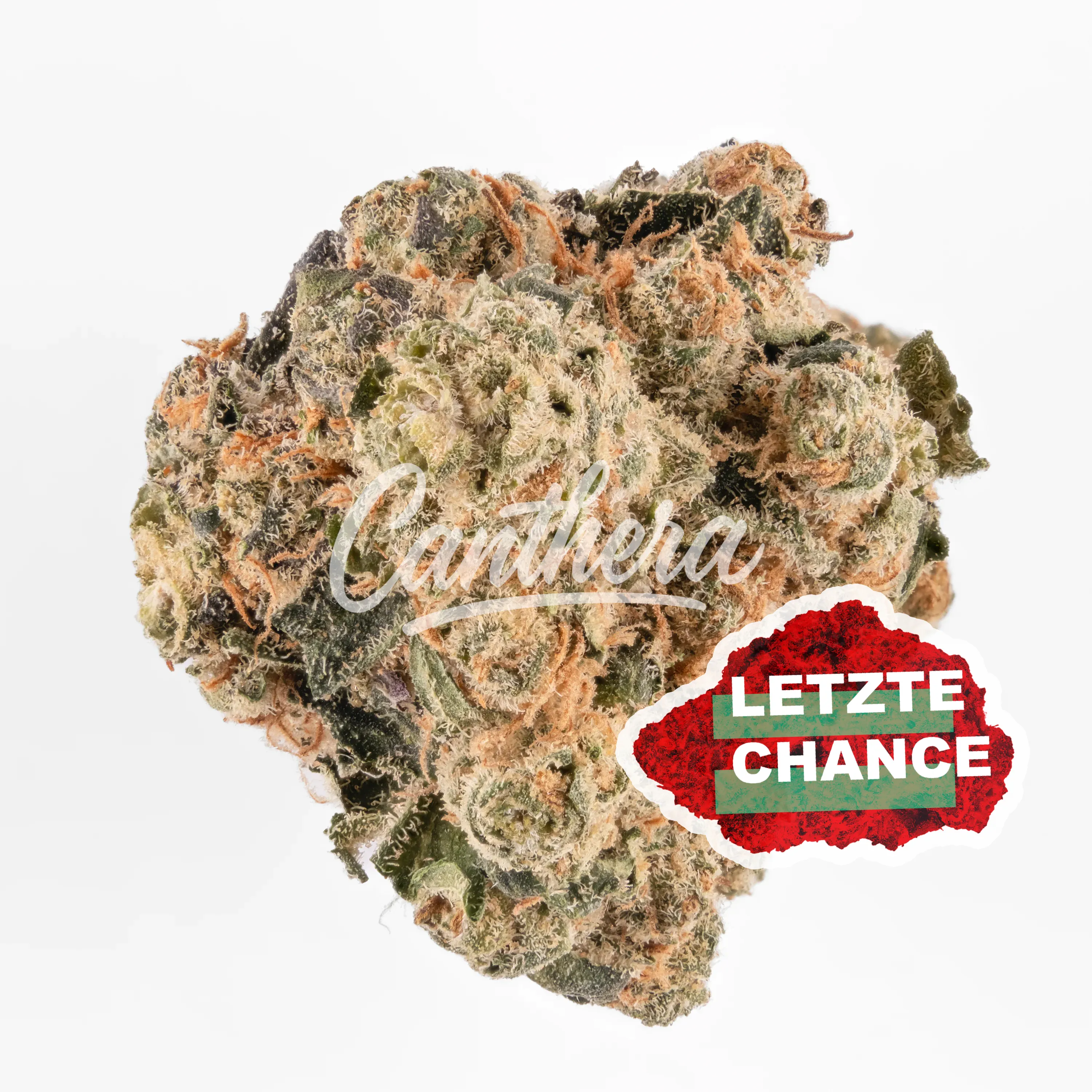 HUALA SCO 25/1 Scoops