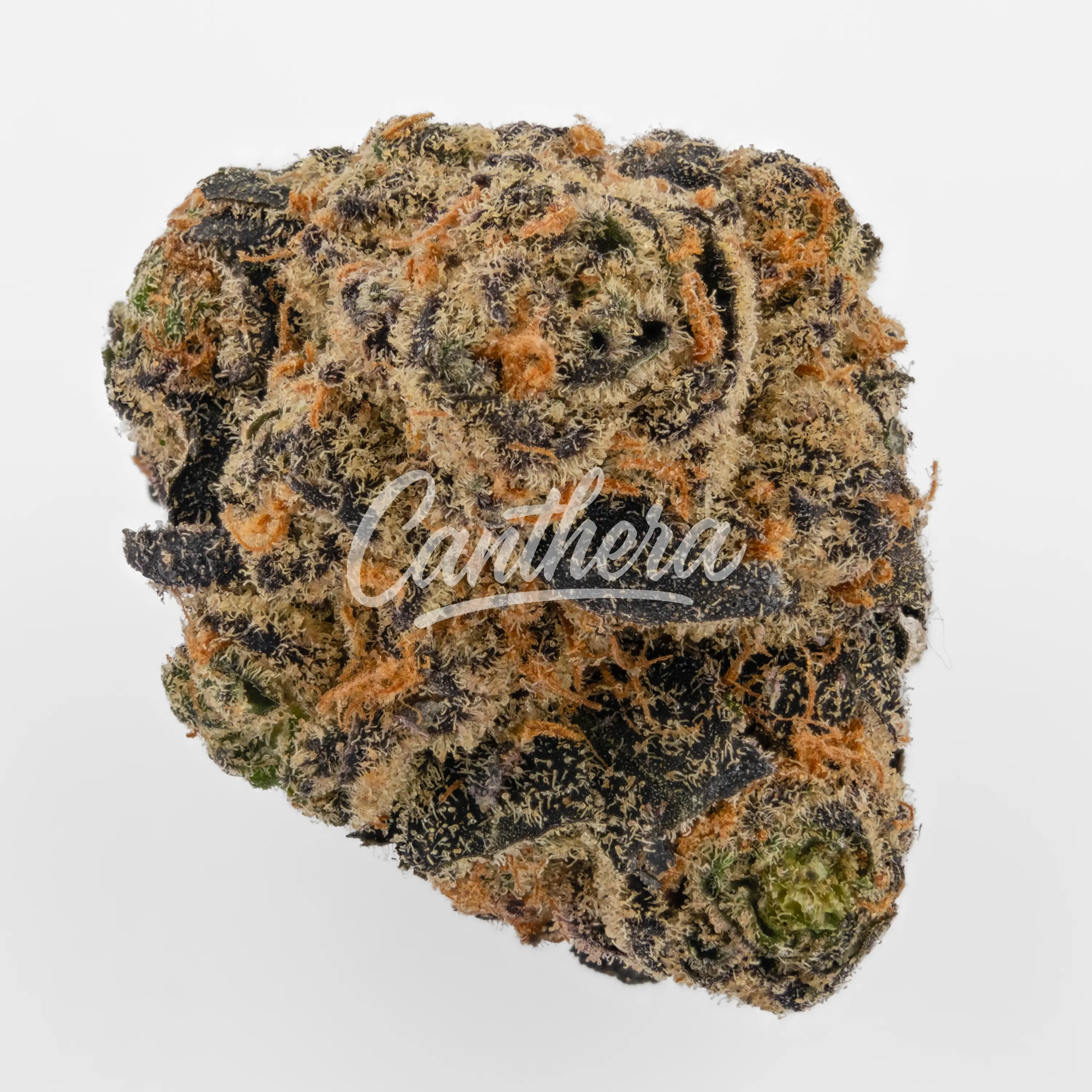 Remexian 30/1 HCC - Grape Gasoline Nahaufnahme einer medizinischen Cannabisblüte