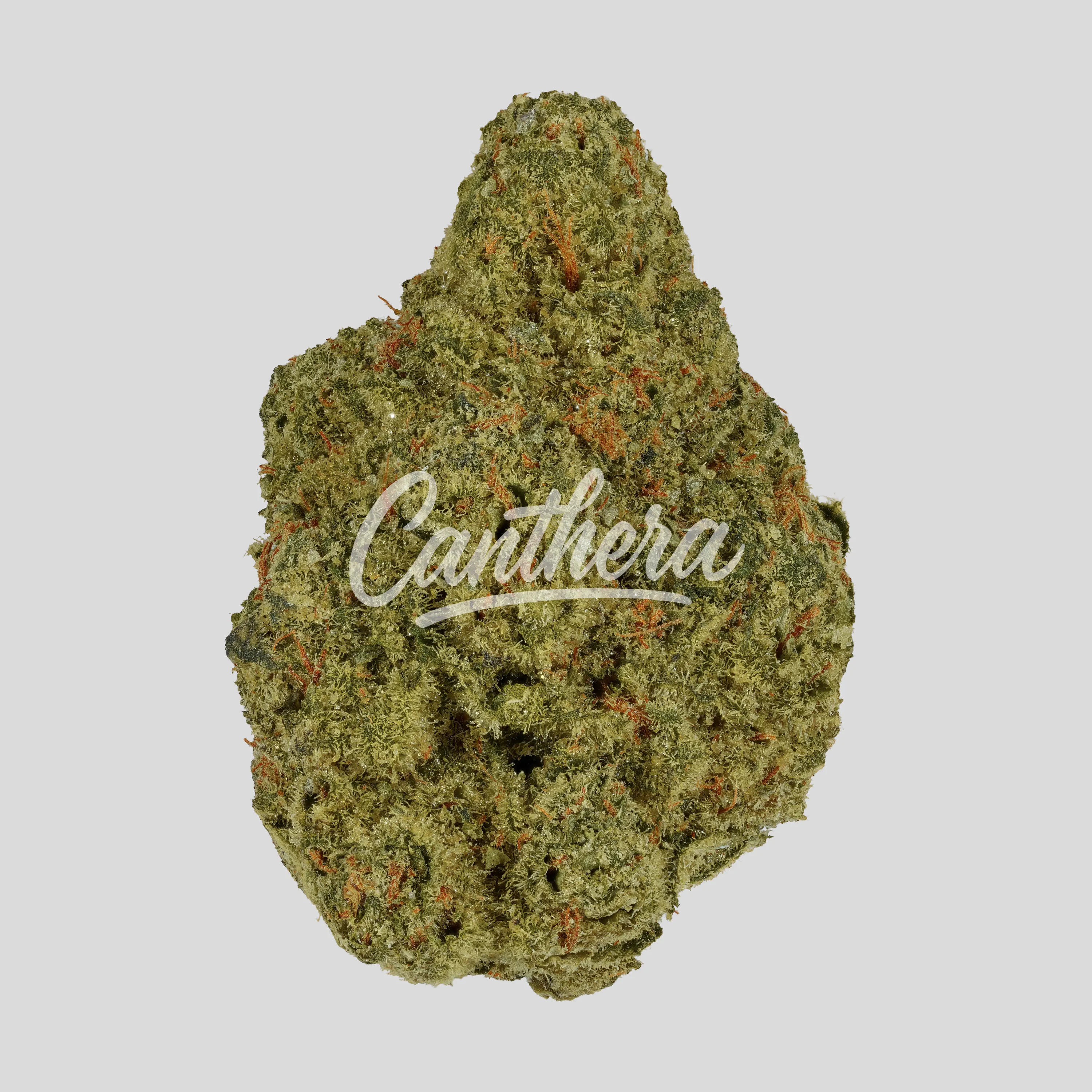 Amici 31/1 STD - Stardawg