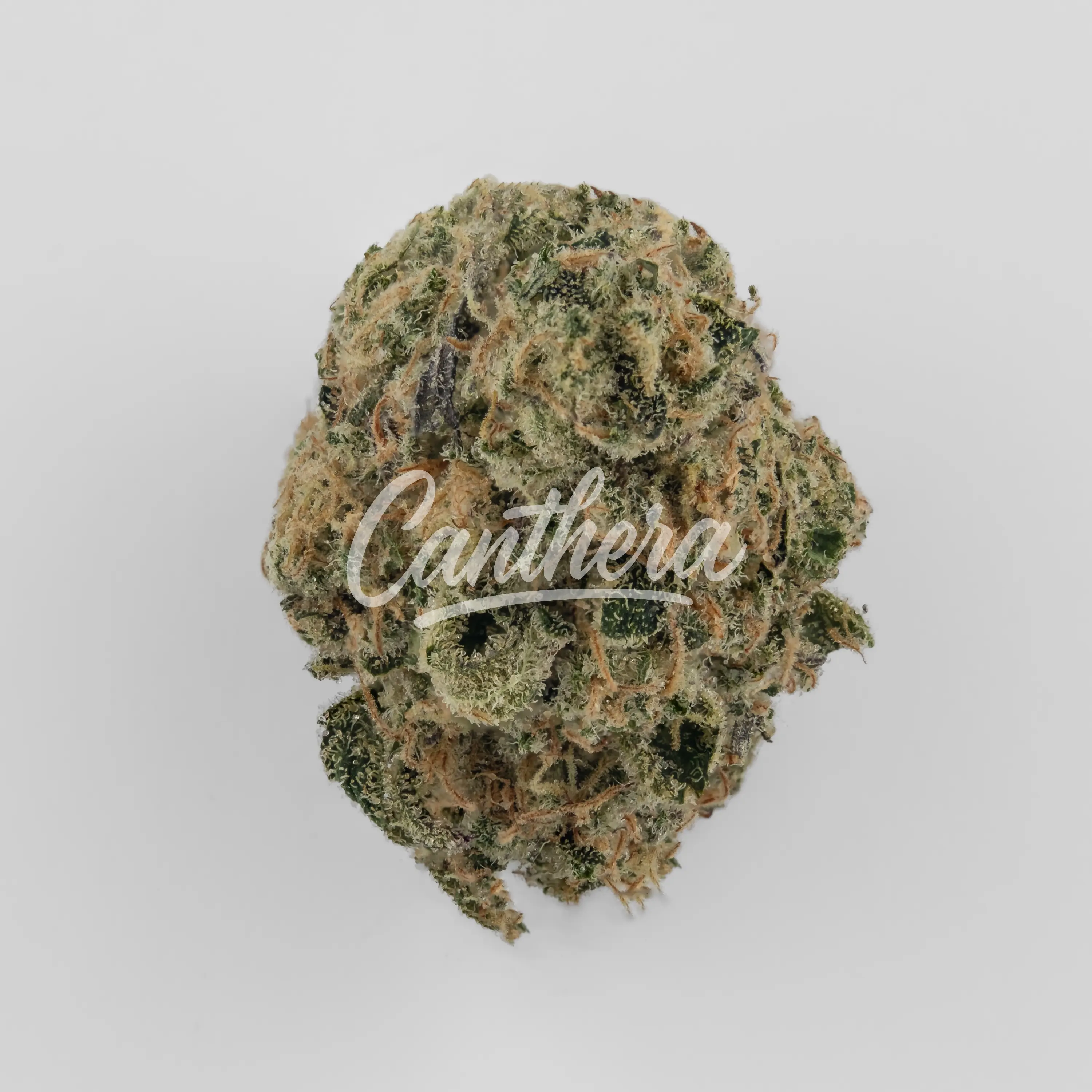 Nahaufnahme einer medizinischen Cannabisblüte