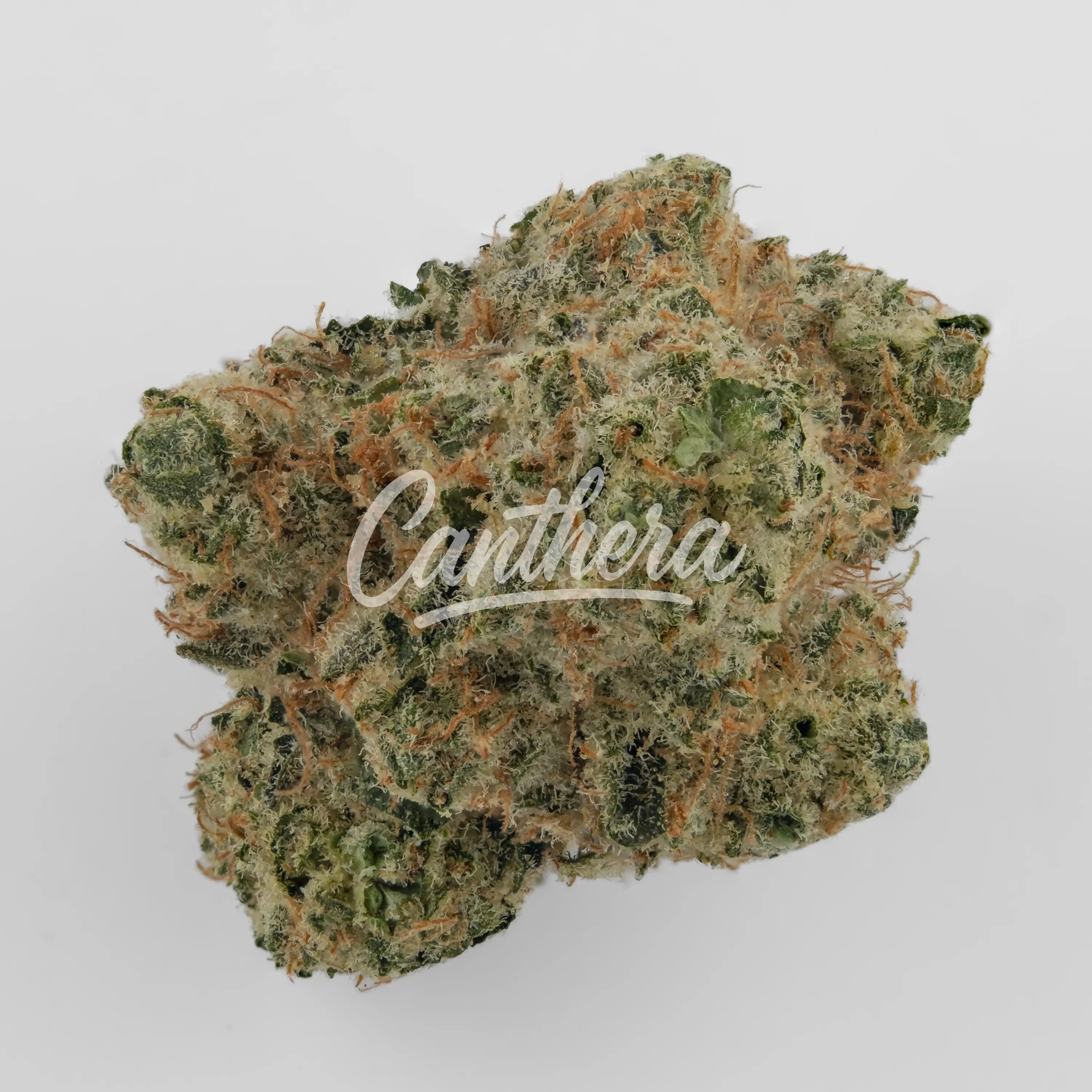 Bathera 25/1 BZ - Blue-Z Nahaufnahme einer medizinischen Cannabisblüte