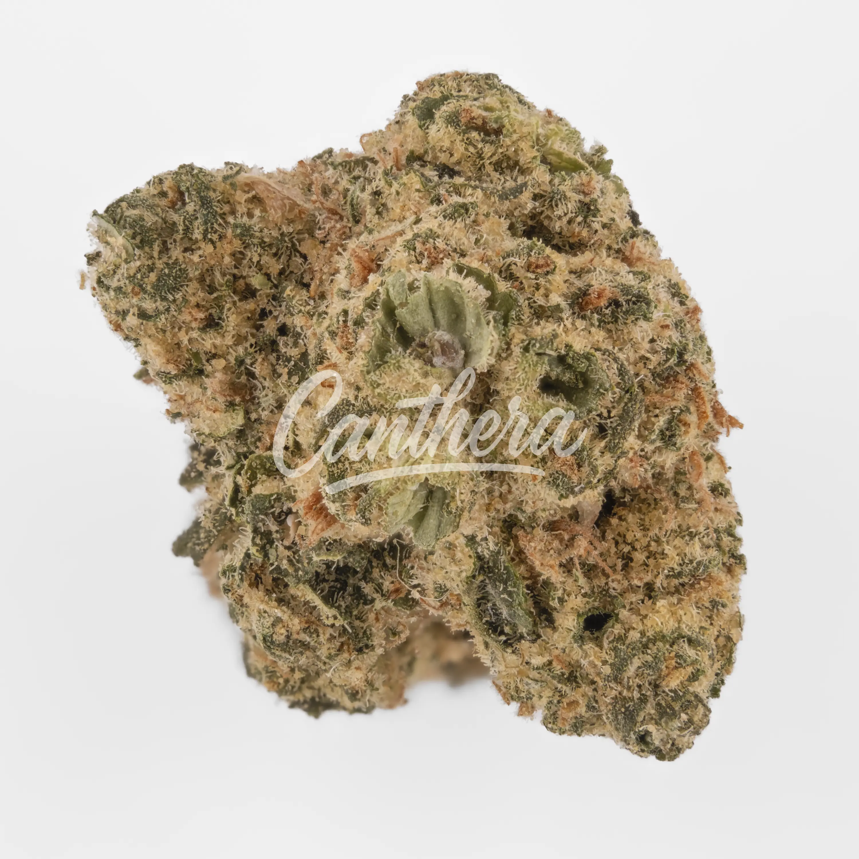 Remexian 30/1 CRN - Ventura Dawg Nahaufnahme einer medizinischen Cannabisblüte