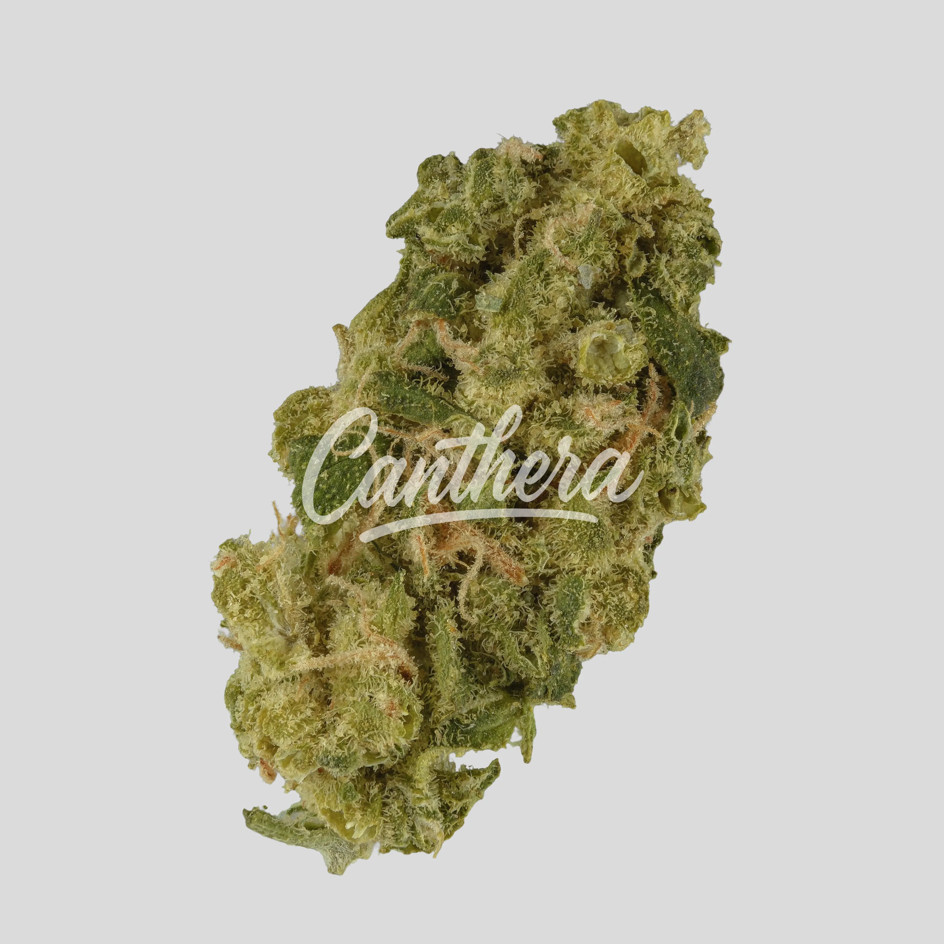 ZOIKS 22/1 SF Sourflare