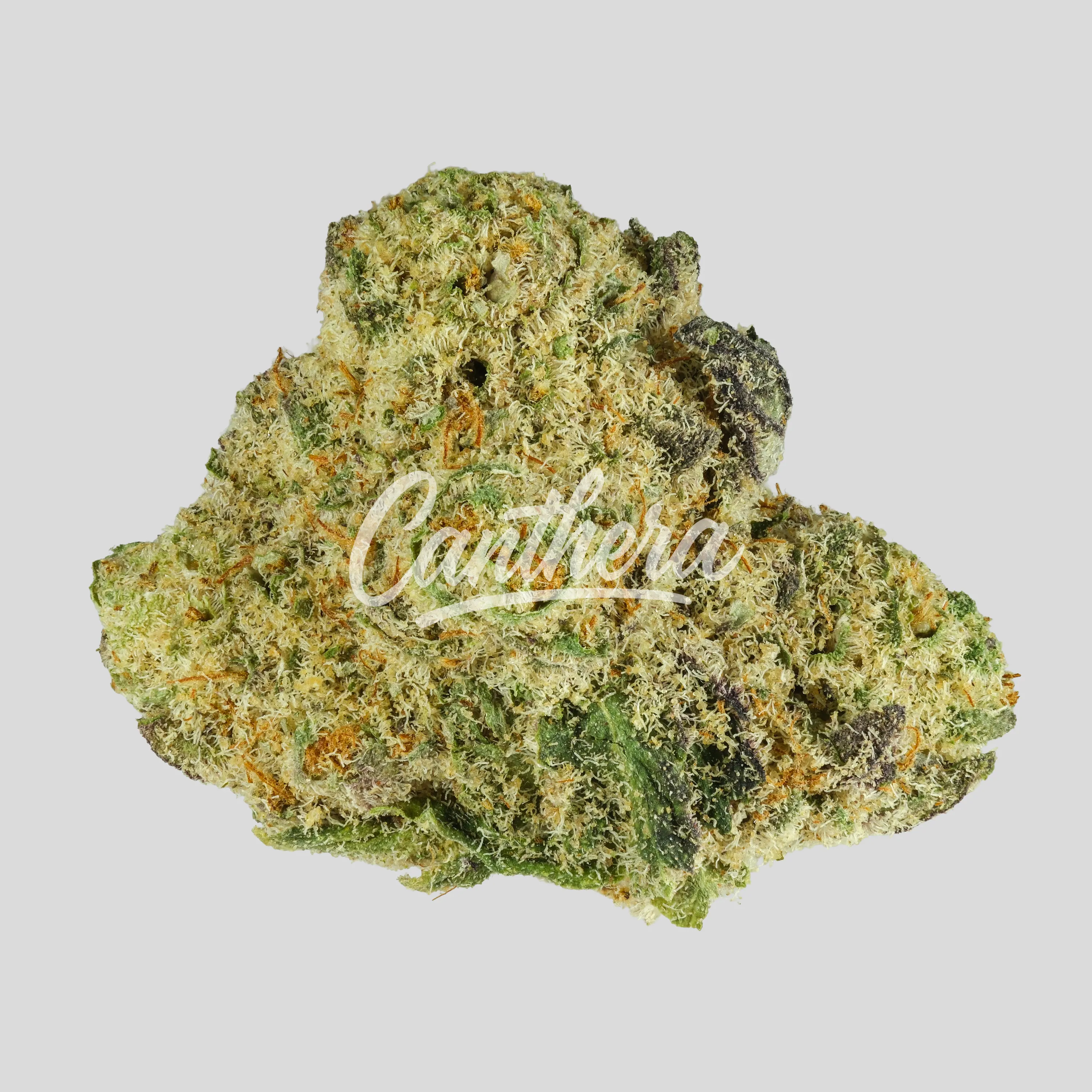 BUUO 24/1 BCG Candy Bandit Popstars