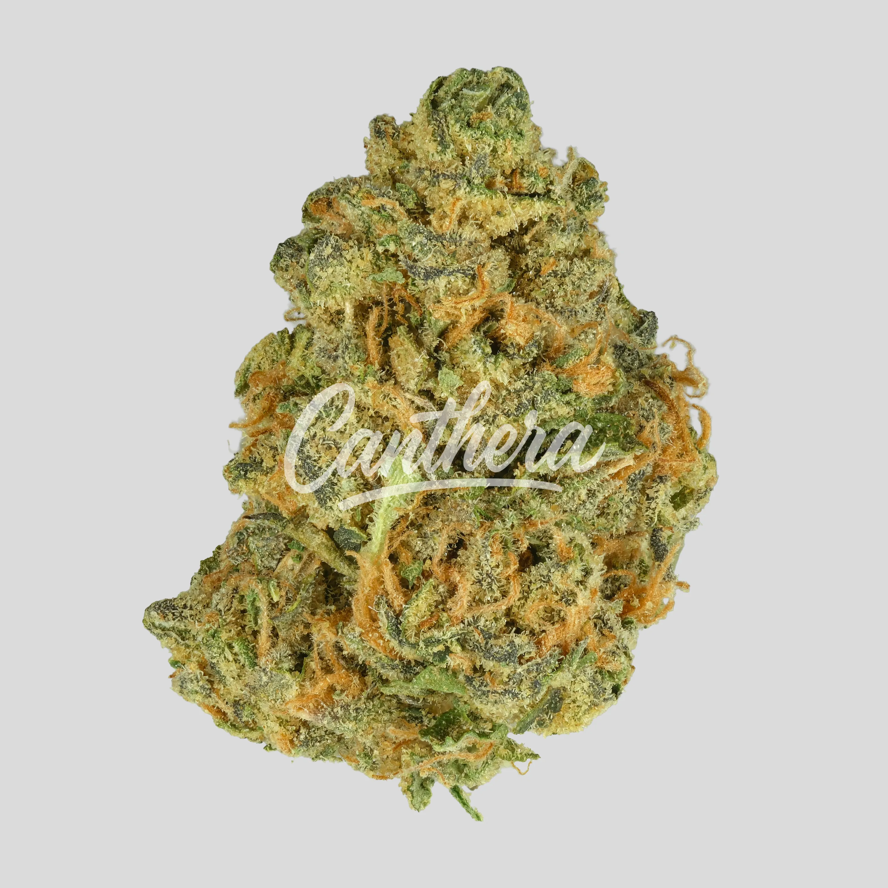 Medical Saints 24/1 PTR - Peach Tree