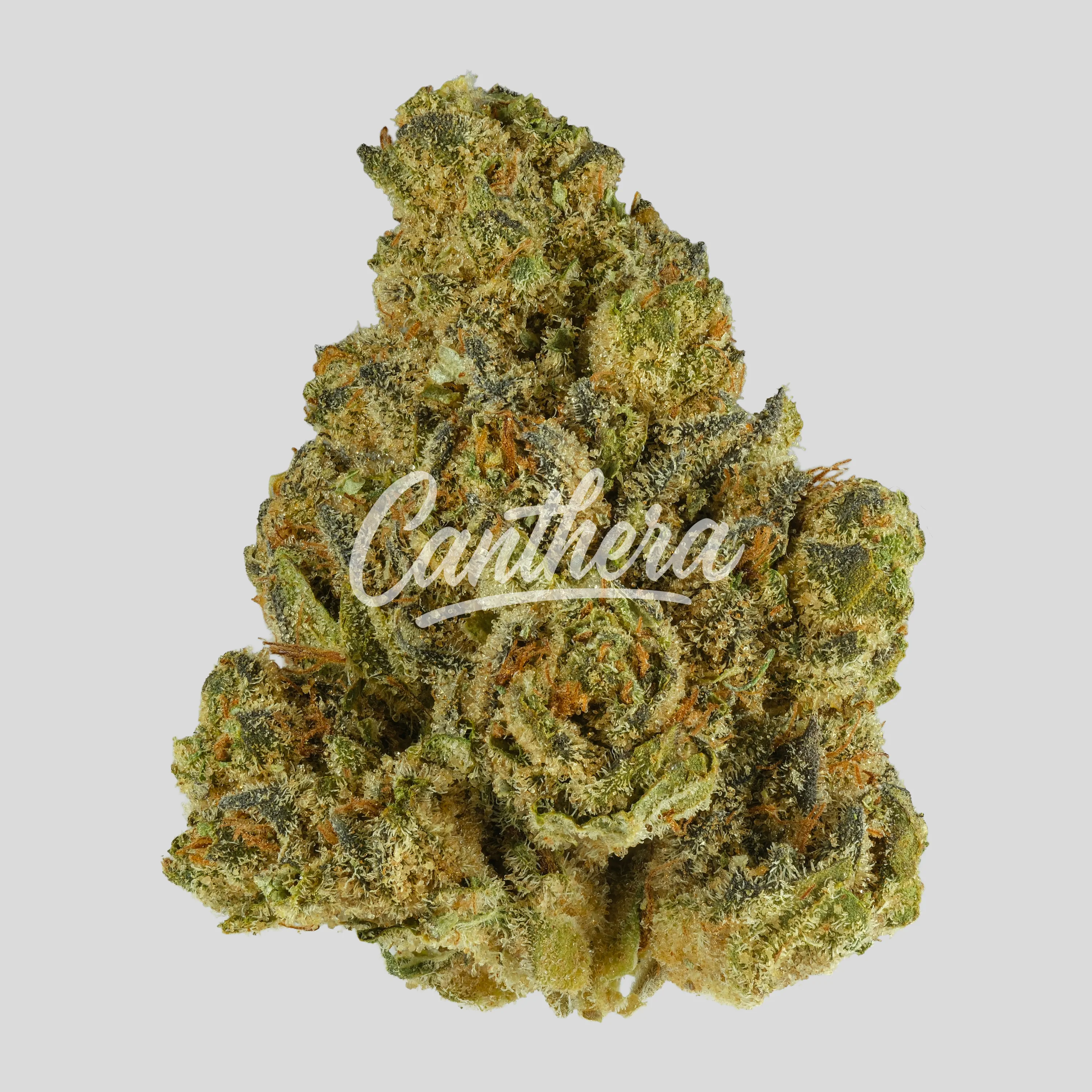 Truu GT 25:01 - Crumbled Lime 27