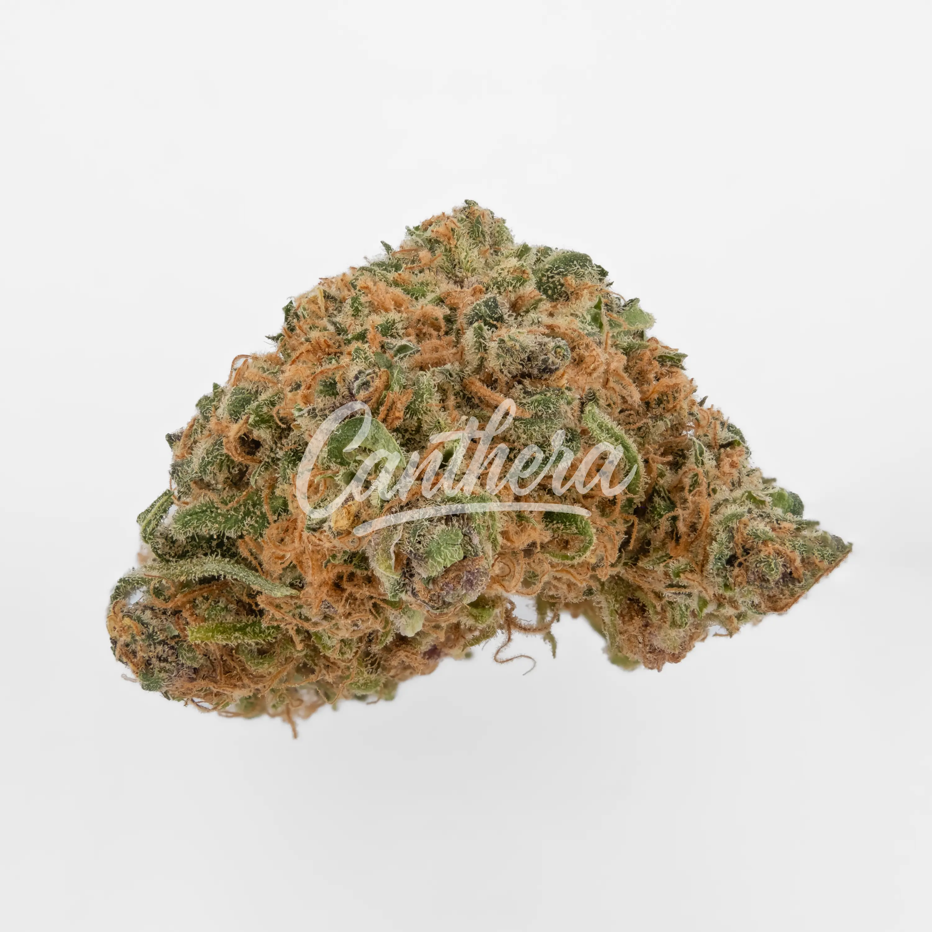 Cannamedical indica forte DK Gelat Skyfloater Nahaufnahme einer medizinischen Cannabisblüte