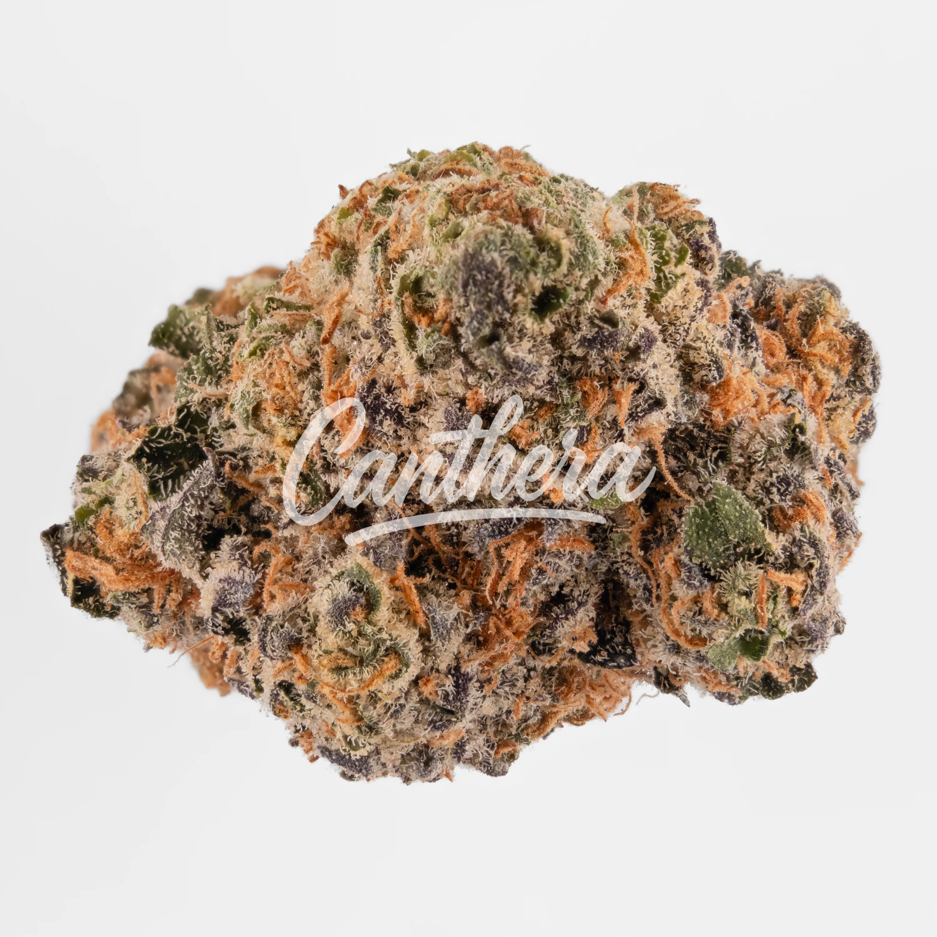 Botanics Orient Bazaar 20/1 - Sherbz